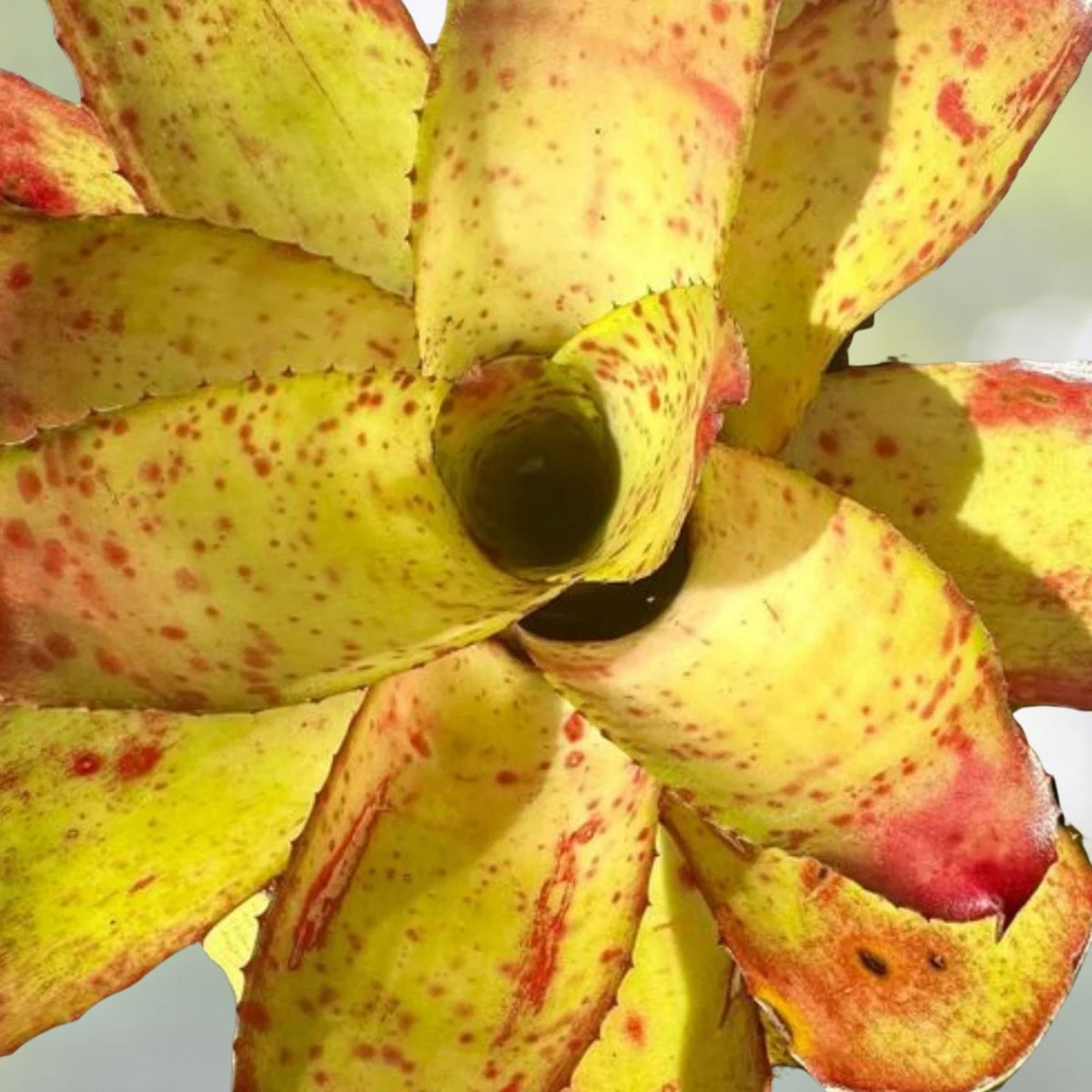 Neoregelia Ojo Rojo 4" Pot | Tropical Bromeliad | Neoregelia 'Ojo Rojo' | Exotic Indoor Plant for Home Decor