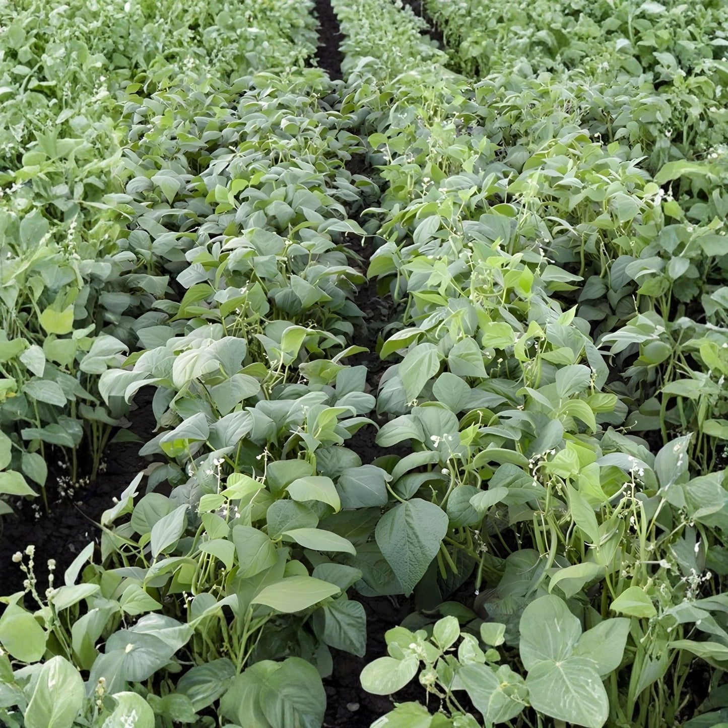 Catnip Seeds 50+ Pack - Organic Nepeta cataria - Hardy perennial for cats - Non-GMO catnip plant seeds
