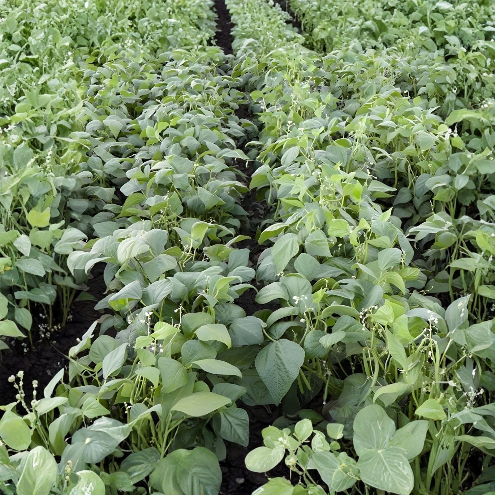 Catnip Seeds 50+ Pack - Organic Nepeta cataria - Hardy perennial for cats - Non-GMO catnip plant seeds