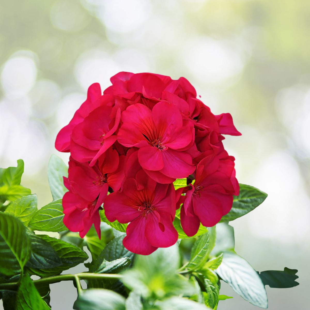 Hot Pink Orange Centers Pelargonium Zonal Geranium Live Plant 6" Cutting - Vibrant Indoor/Outdoor Flowering Plant