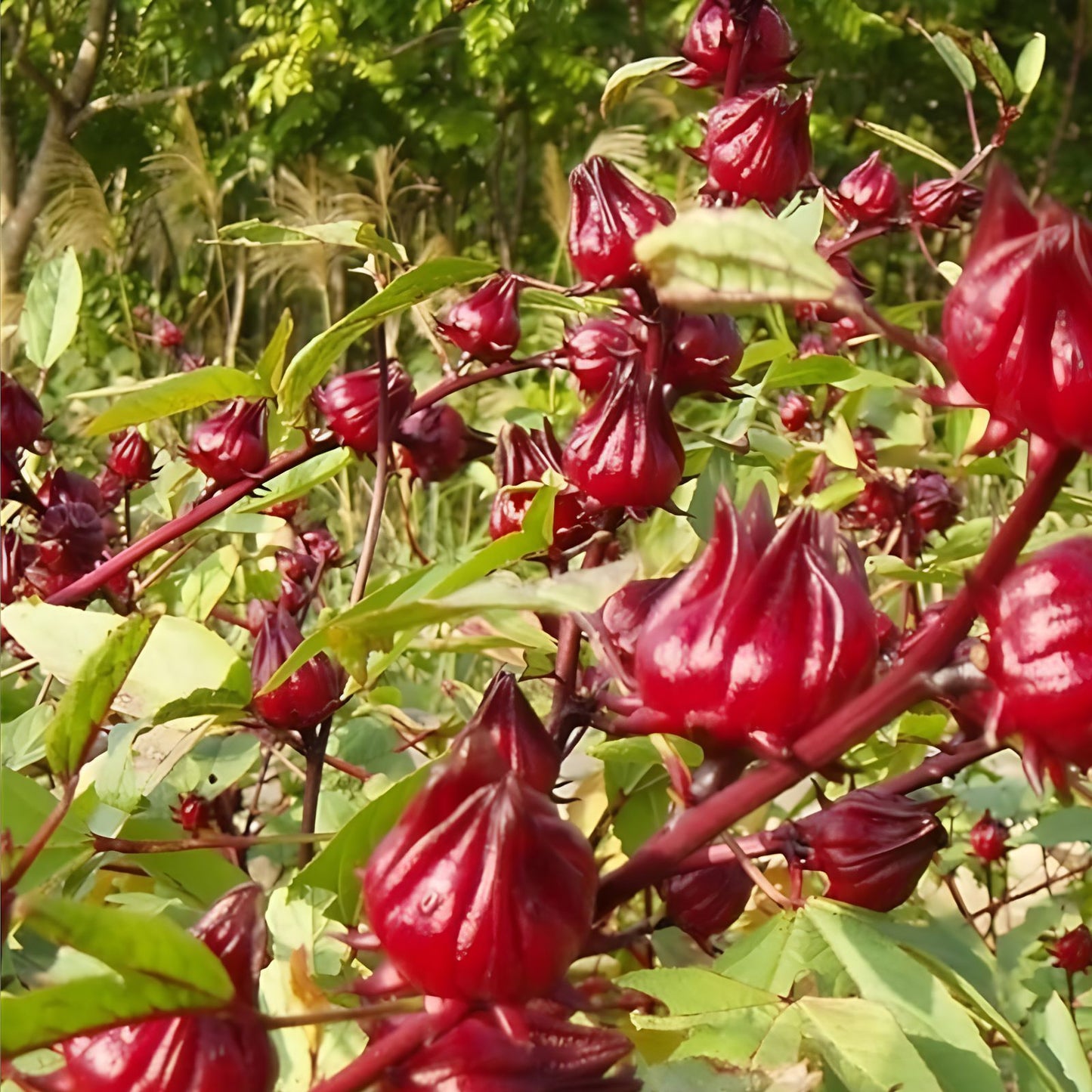 Jamaican Sorrel Seeds 10 Pack, Florida Cranberry, Indian Roselle, Hibiscus sabdariffa, Edible Flower, Herbal Tea Plant
