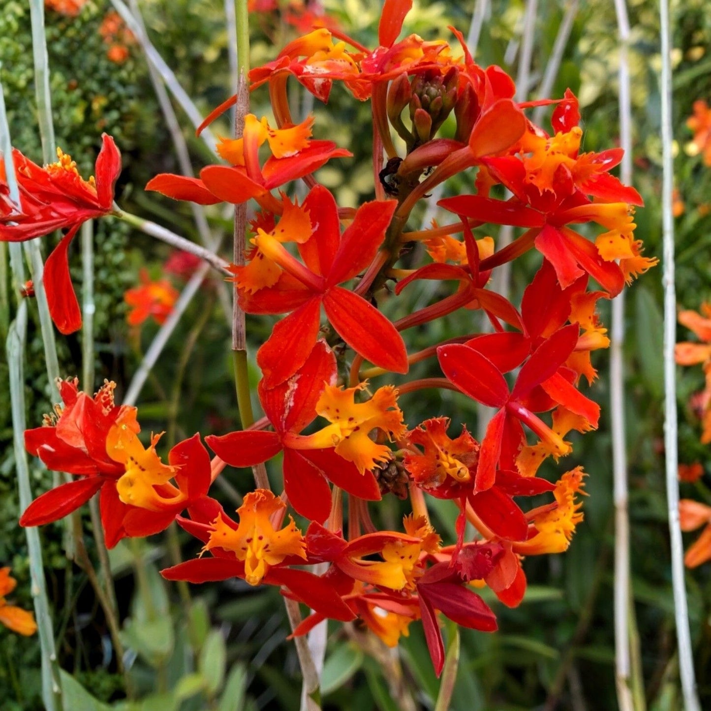 Ground Orchid Cuttings 5 Aerial Roots Epidendrum Orange Tropical Plant for Home Decor