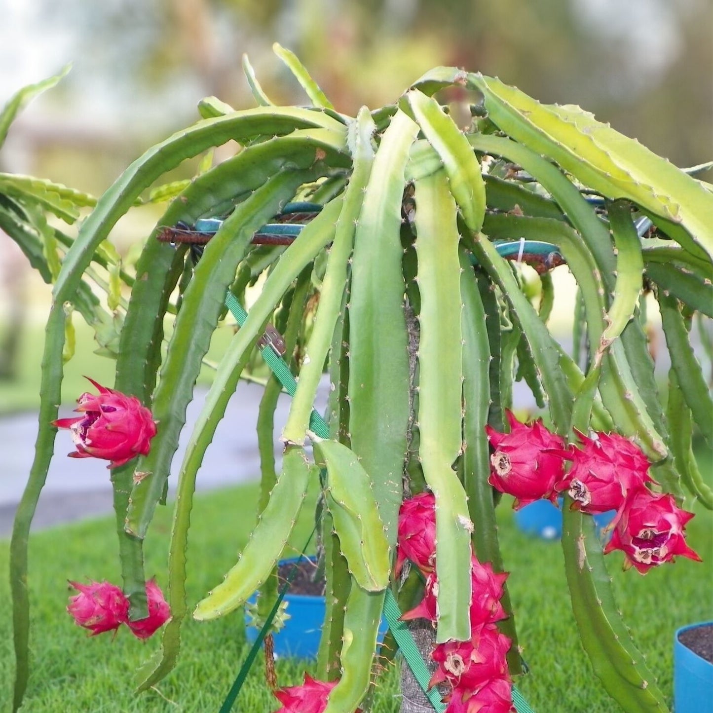 Dragon Fruit Cuttings 8-14 Inches Long - Hylocereus Undatus - Fresh Fruit Plant Starters for Home Garden
