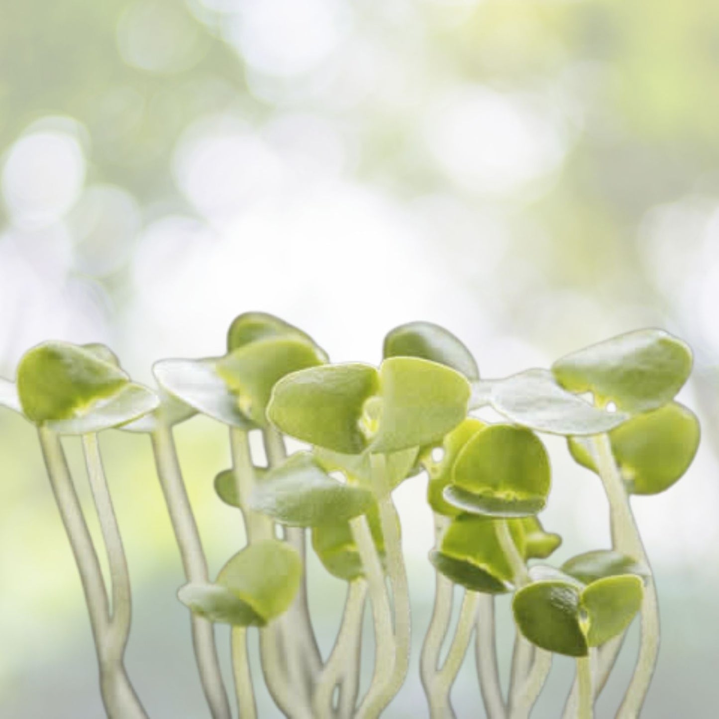 Mung Bean Seeds 250+ Sprouting Microgreens for Gardening - Edible Plant Seeds (Vigna radiata)