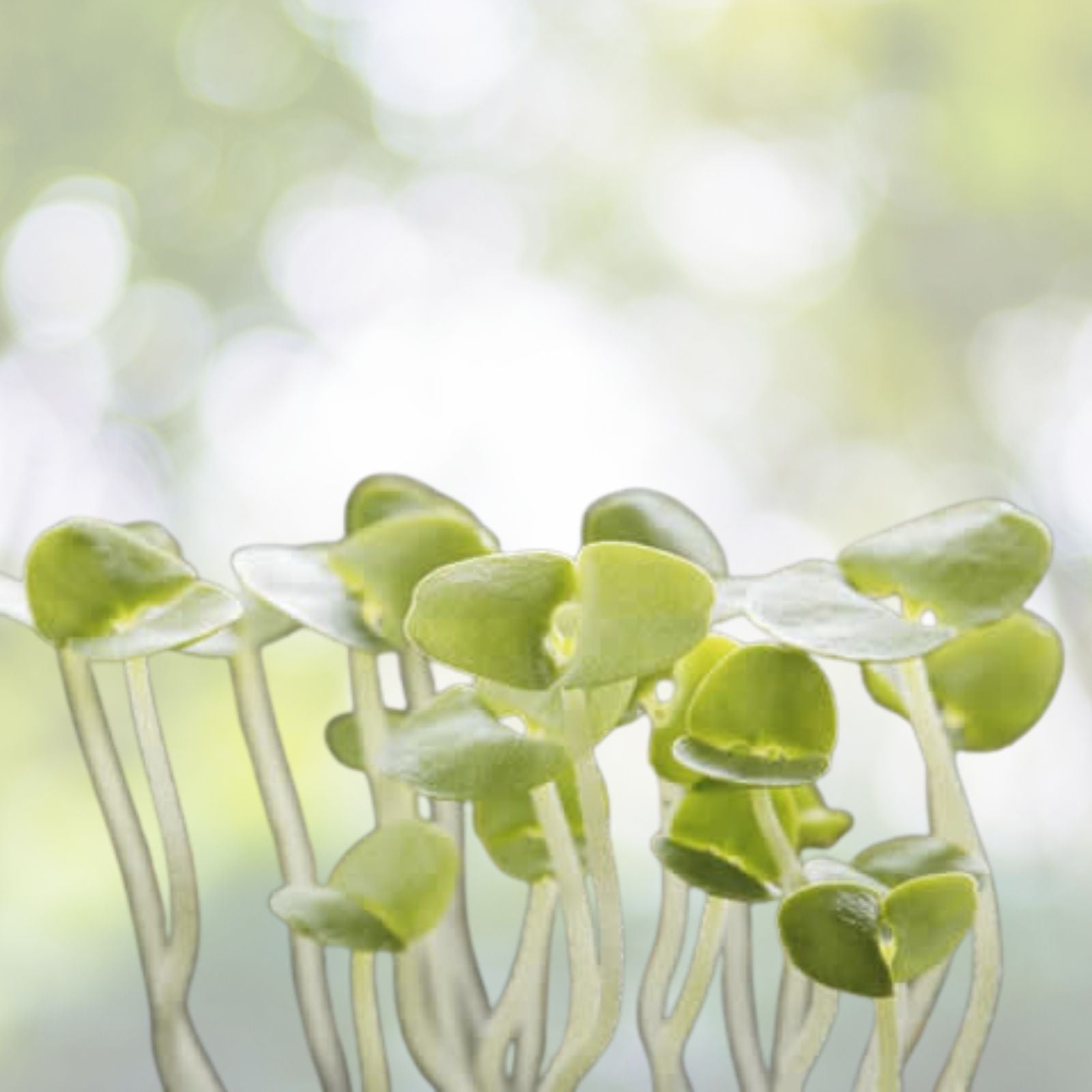 Mung Bean Seeds 250+ Sprouting Microgreens for Gardening - Edible Plant Seeds (Vigna radiata)