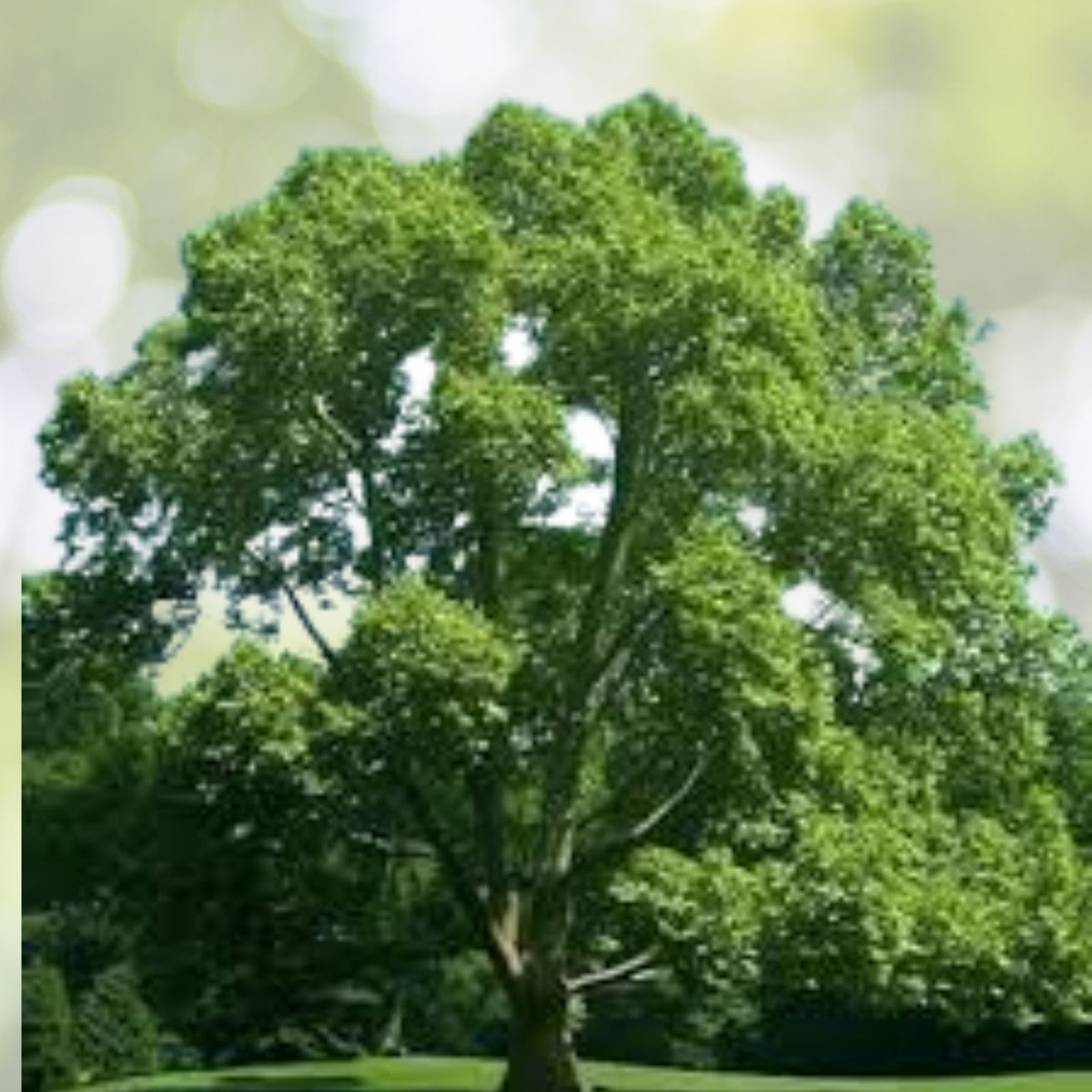 Set-of-2-American-Plane-Trees-6-12-Inch-Tall-4-Inch-Pot-Platanus-Occidentalis-Ideal-for-Landscaping-and-Gardens