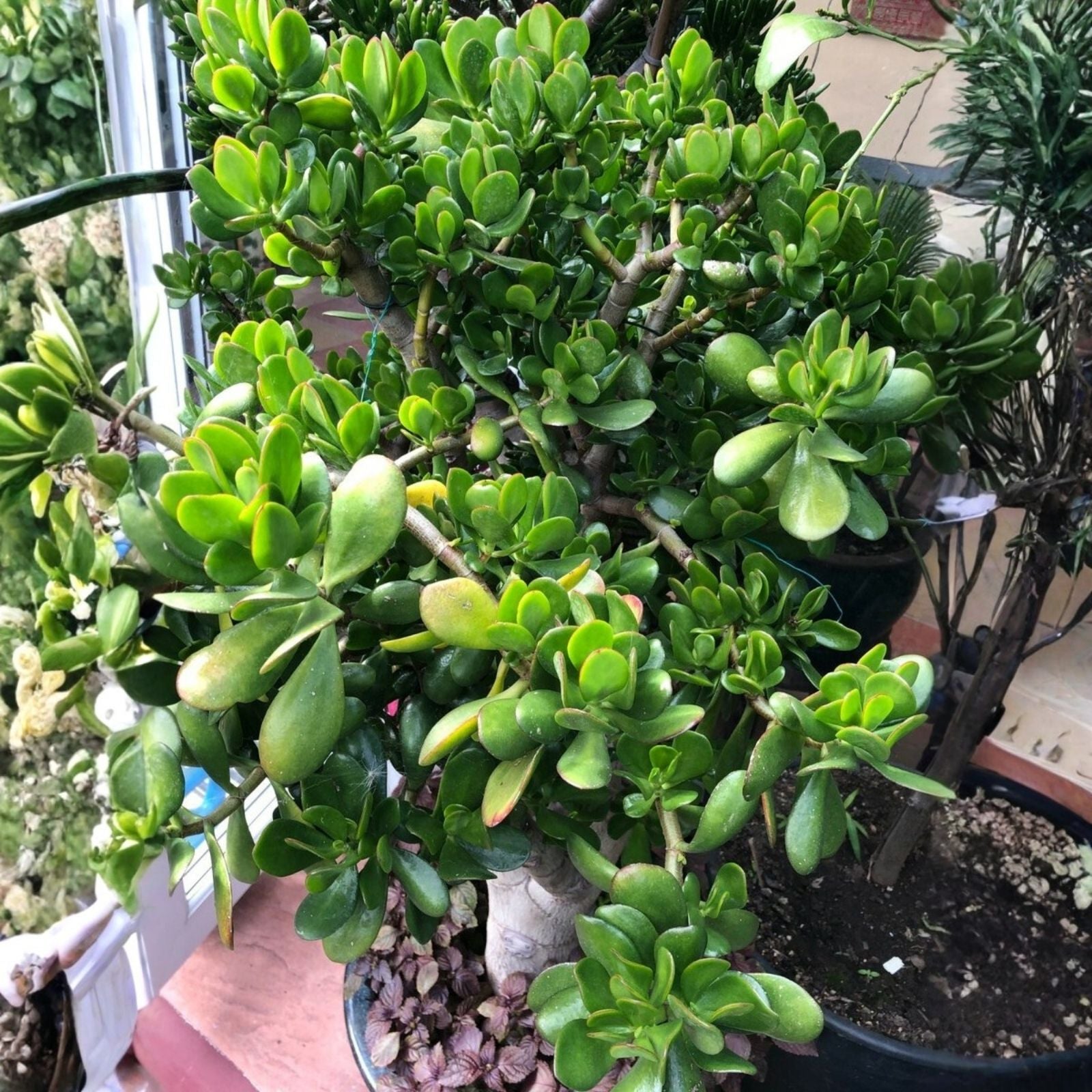 Succulent Cuttings 4" Green Jade Crassula Ovata Money Plant Tree Unrooted Live Plant