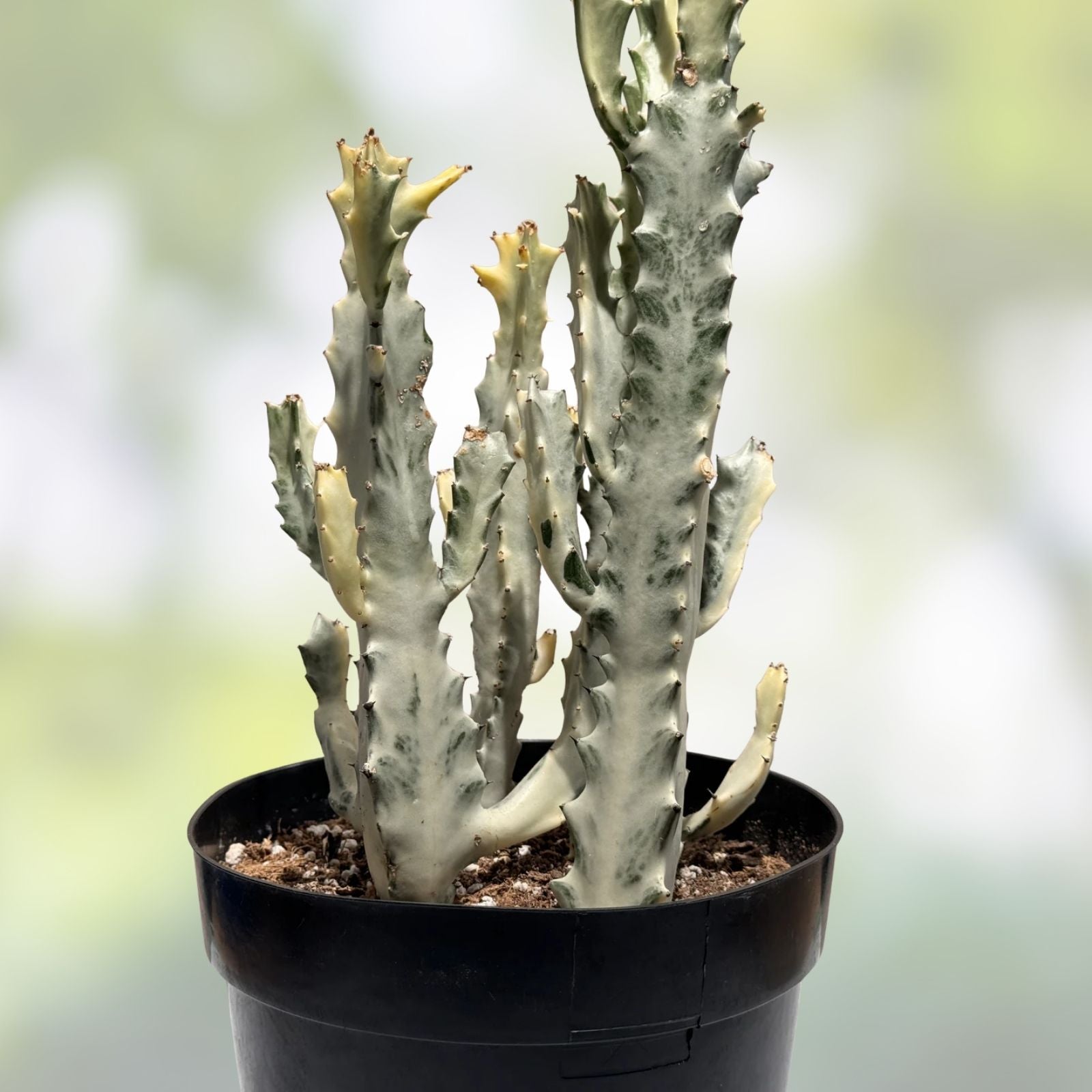 Euphorbia Lactea Variegated White Ghost Succulent Plant 11" Pot Rare Houseplant Decor