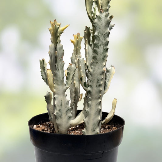 Euphorbia Lactea Variegated White Ghost Succulent Plant 11" Pot Rare Houseplant Decor