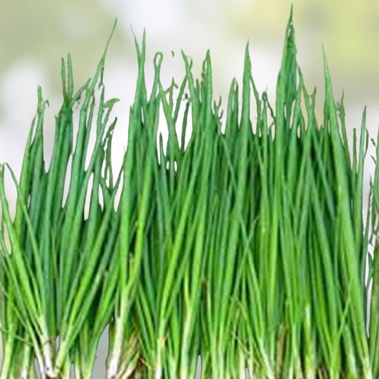Heirloom Tokyo Long White Onion Seeds - 100+ Non-GMO Allium fistulosum for Salads and Cooking