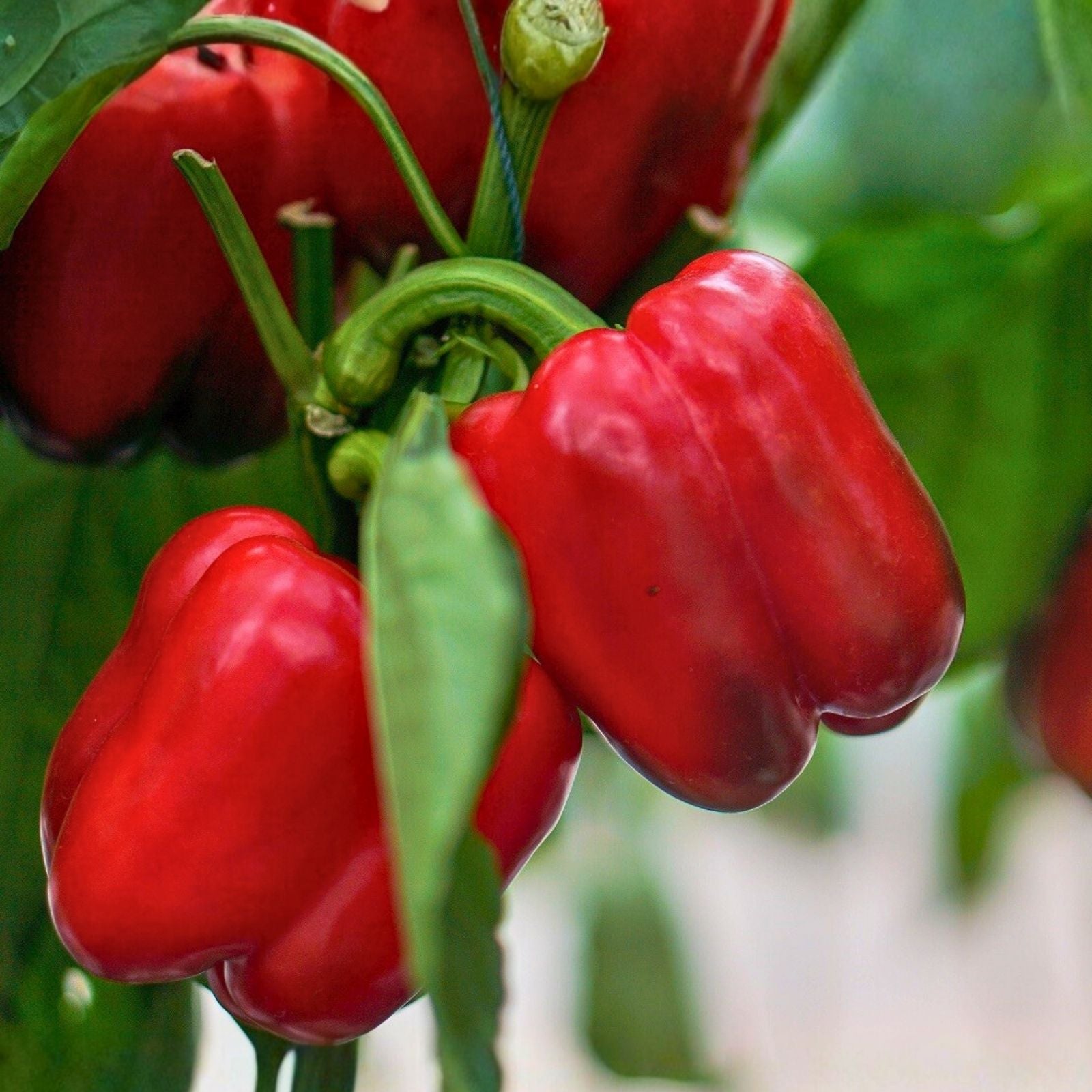 Pepper Vegetable Seeds 45 Count Non-GMO Bulk, Sweet and Spicy Varieties for Home Garden, Capsicum annuum