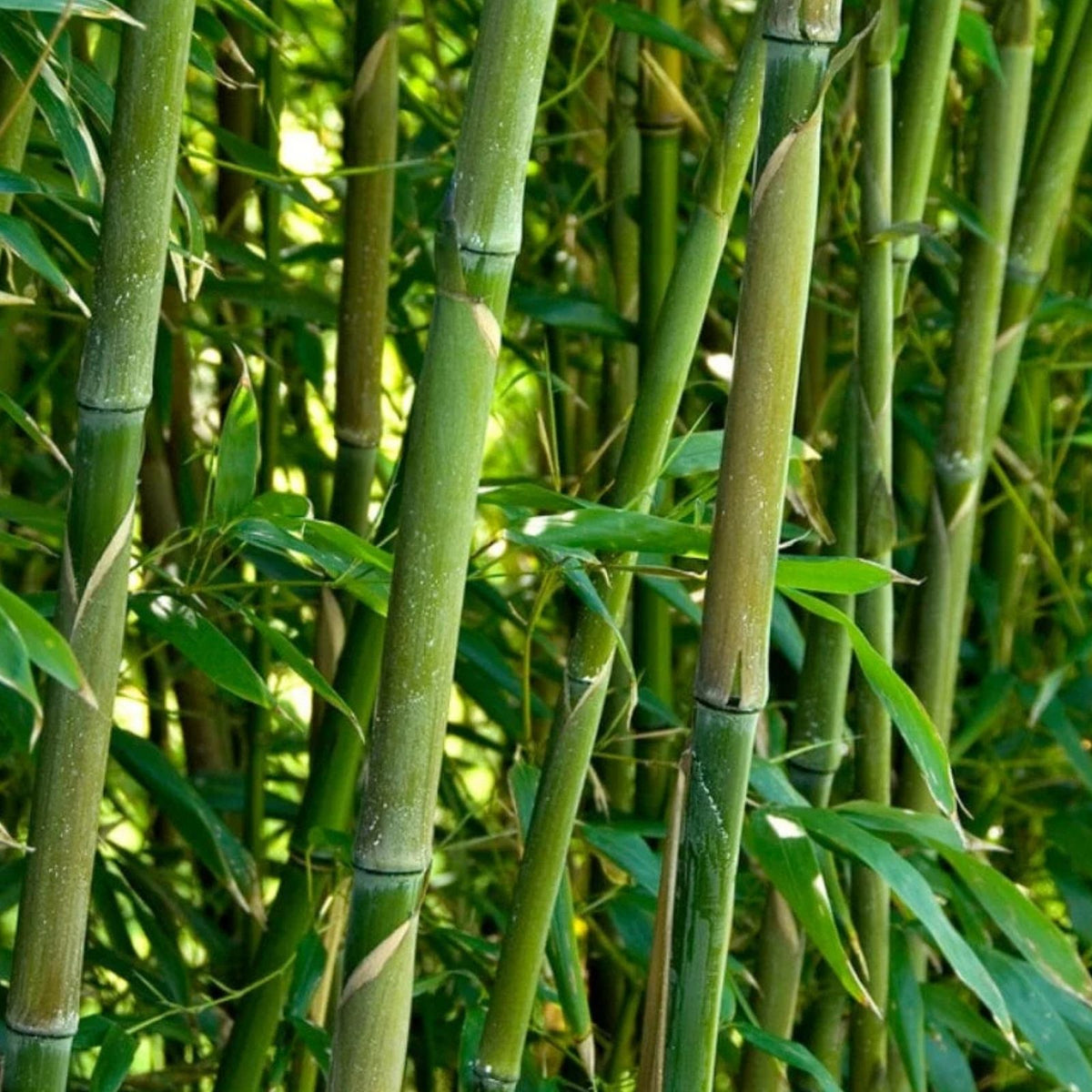 Bamboo Plant Seedlings 6-inch Pots Green Varieties Phyllostachys spp. Indoor Outdoor Garden Plant
