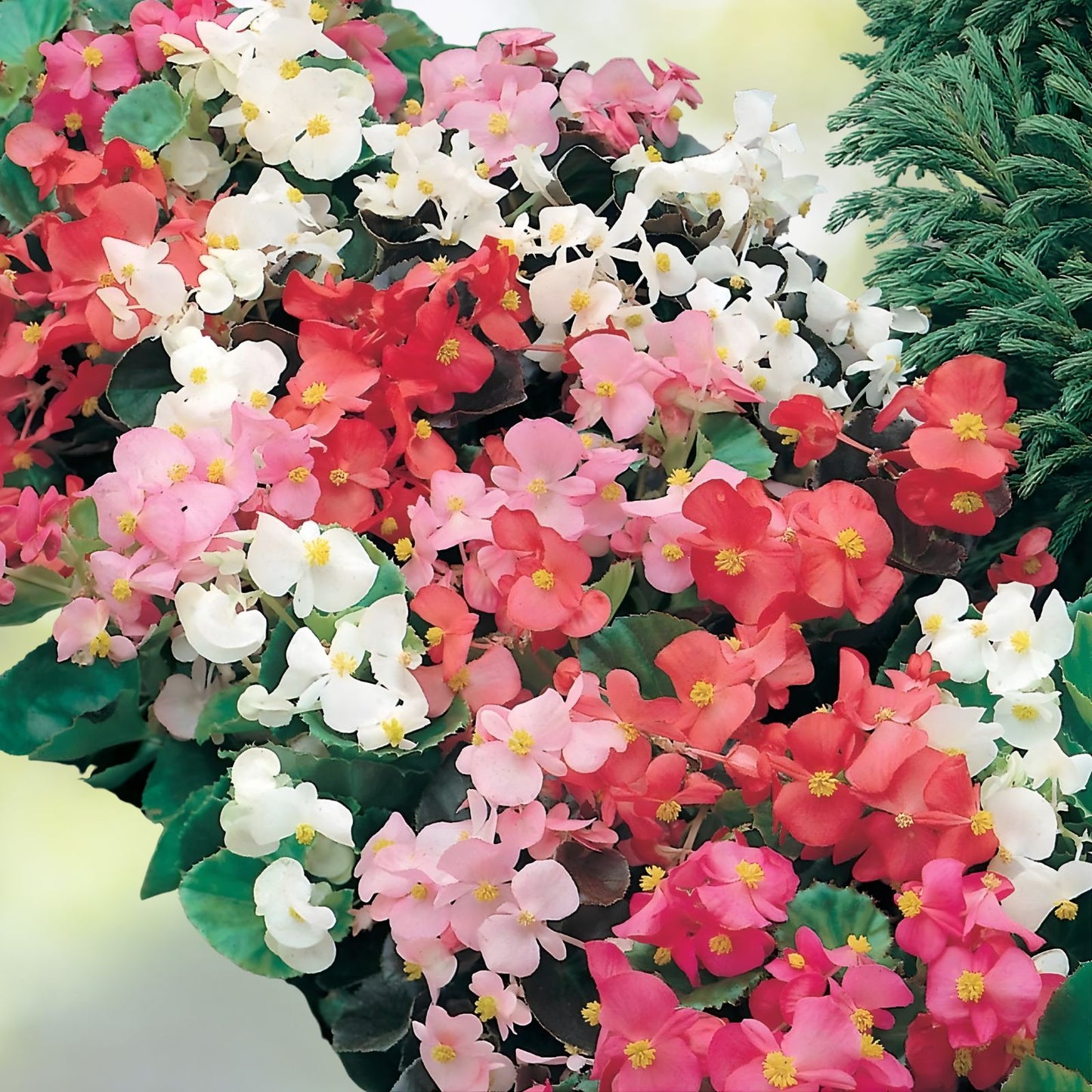 Begonia Seeds 100 Count Glory TR Tasty & Pretty Begonia spp. Non-California Shipping Domestic Only