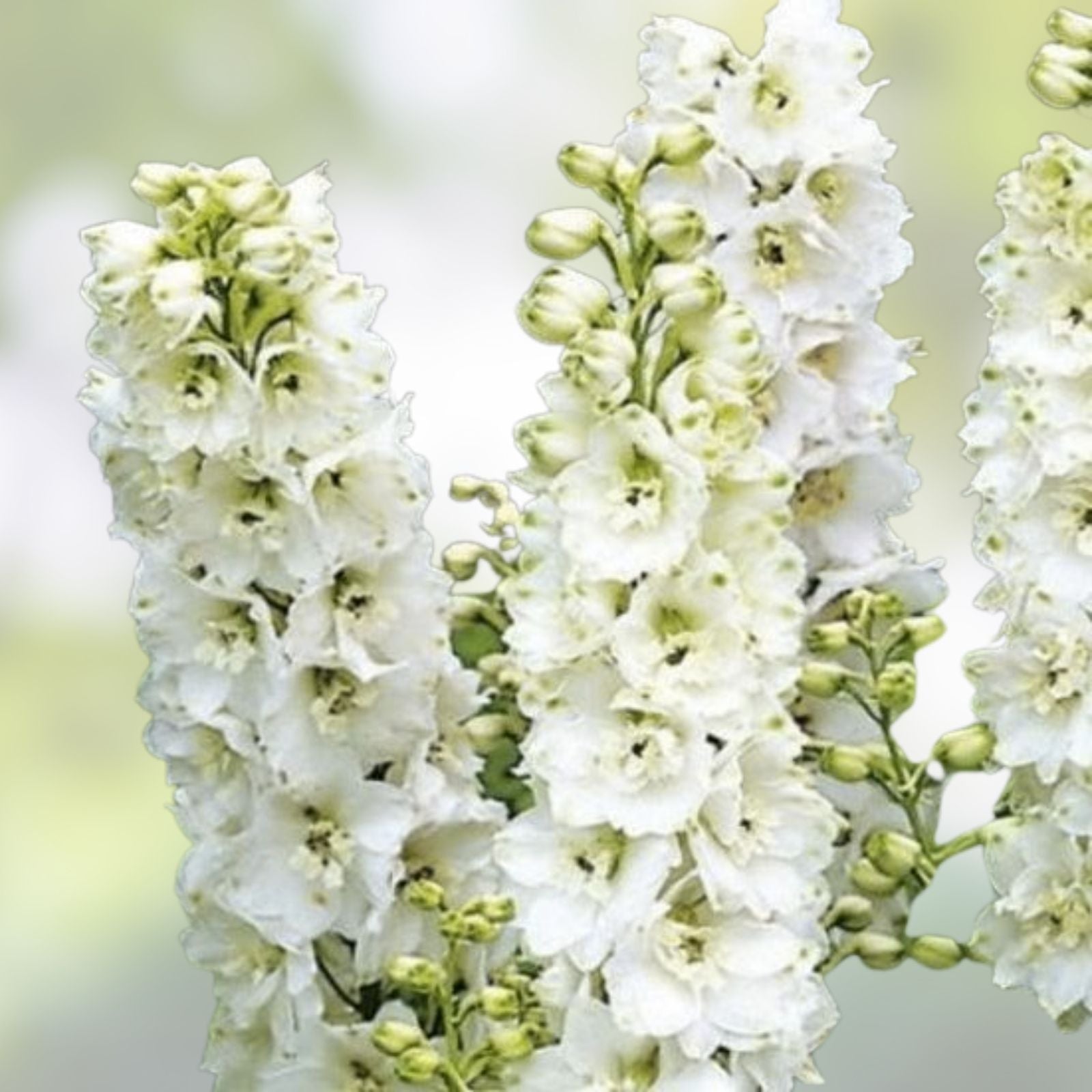 Bishop's Flower Seeds 100 Pack - Exotic Garden Flowers - Delphinium Consolida - Native to USA