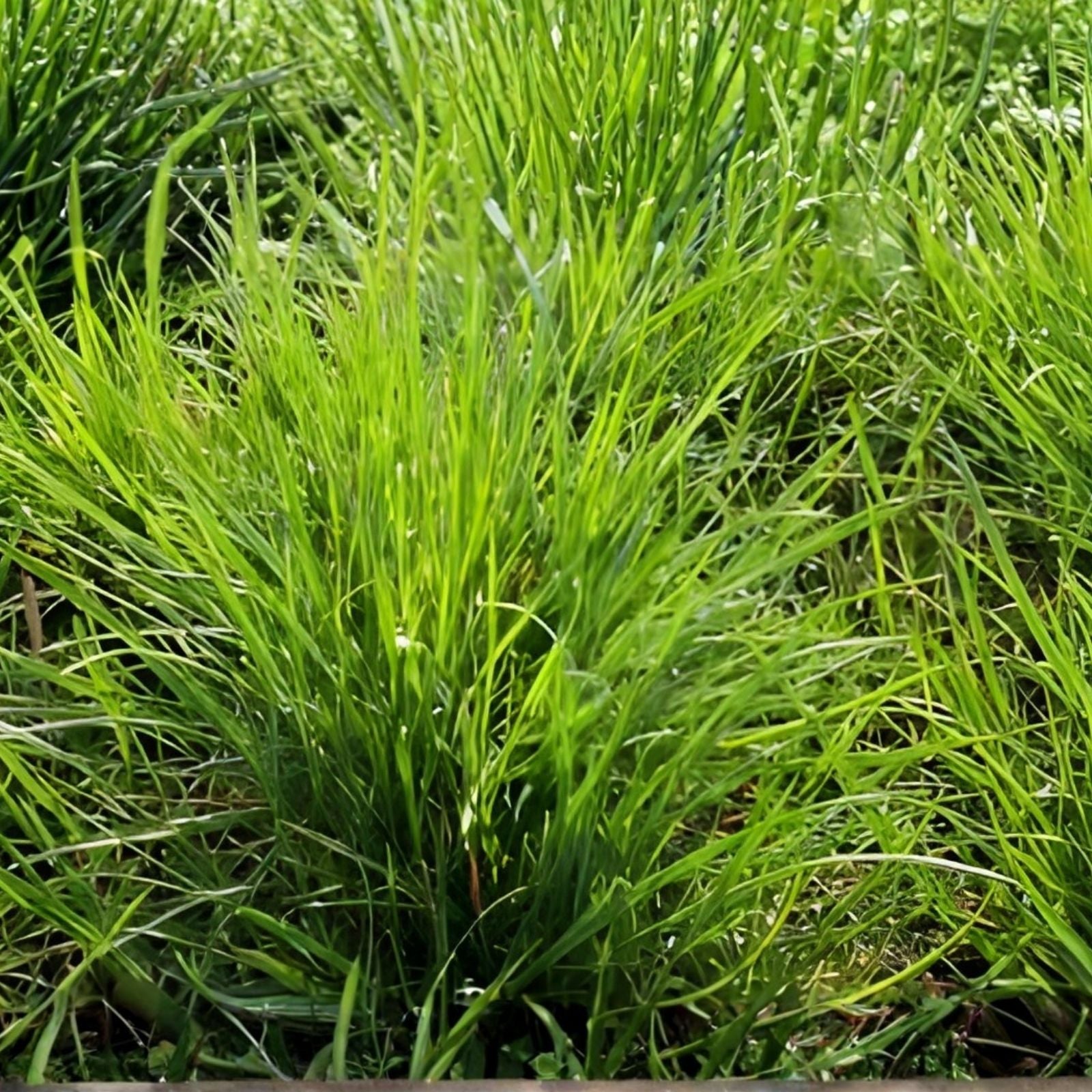 Annual Ryegrass Seeds, Premium Quality, Fast-Growing Green Lawn Grass, Lolium multiflorum, Garden Grass Seed