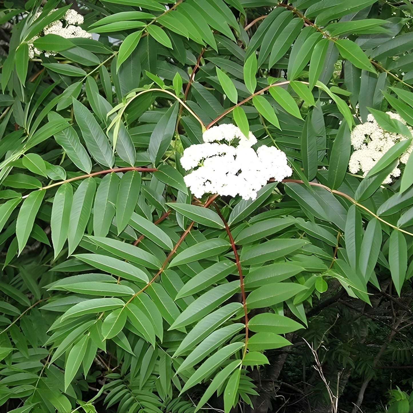 American Mountain Ash Seedling Plant - Sorbus Americana - Hardy Tree for Landscaping and Wildlife Gardens