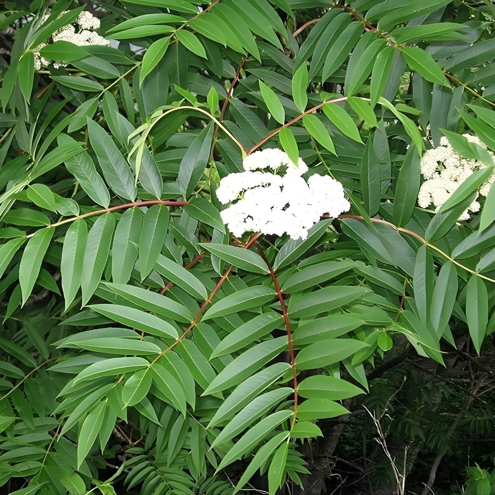 American Mountain Ash Seedling Plant - Sorbus Americana - Hardy Tree for Landscaping and Wildlife Gardens