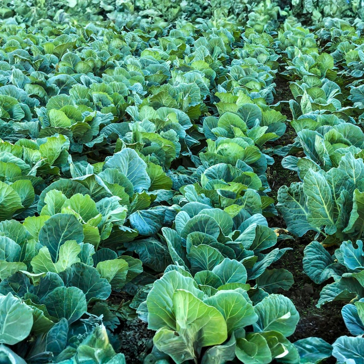 Collard Greens Seeds Vates Variety Heirloom Non-GMO 200+ Seeds Brassica oleracea Vegetable Seed