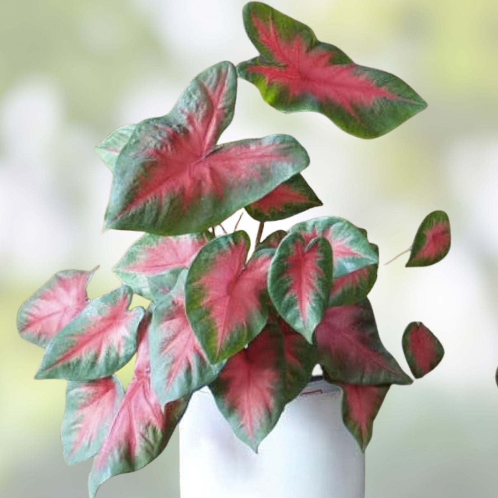 Caladium Bulbs 6 Pack Buck Variety Colorful Foliage for Shady Gardens Perennial Hosta