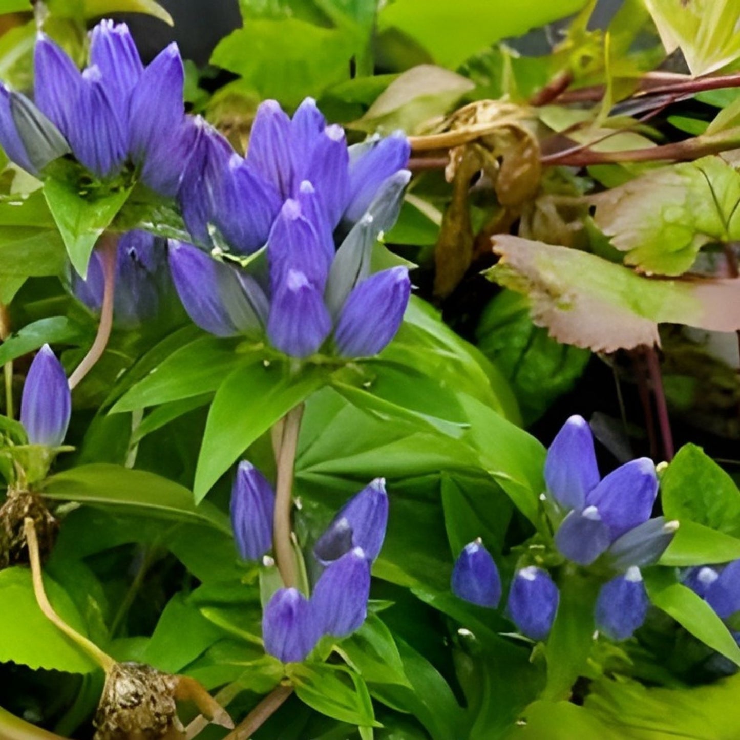 Bottle Gentian Flower Seeds - 100 Seeds - Blue Perennial Wildflower - Gentiana andrewsii - Native Plant for Garden and Wildflower Bed