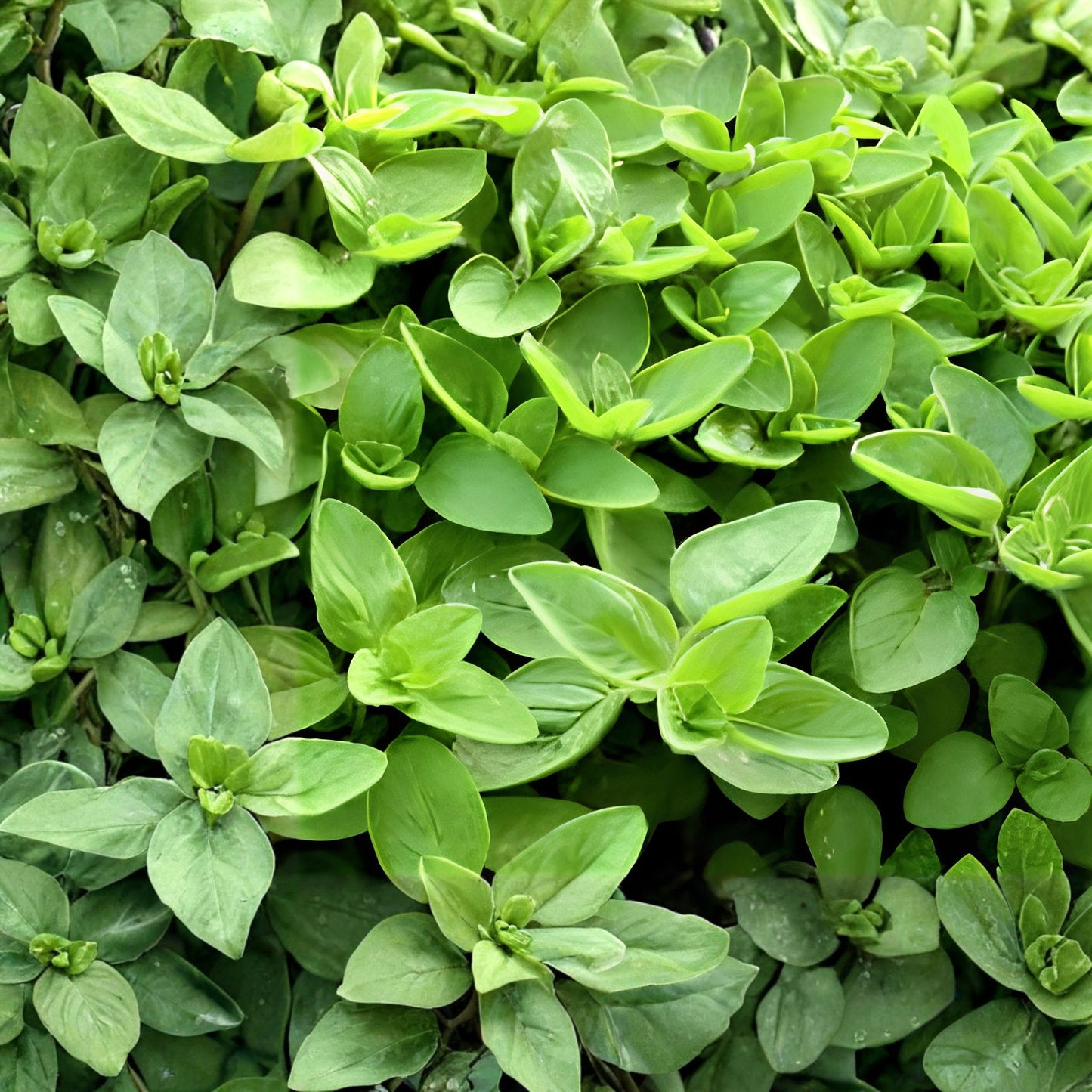Sweet Marjoram Seeds 100 Count - Perennial Herb for Planting - Origanum majorana - Culinary and Medicinal Herb