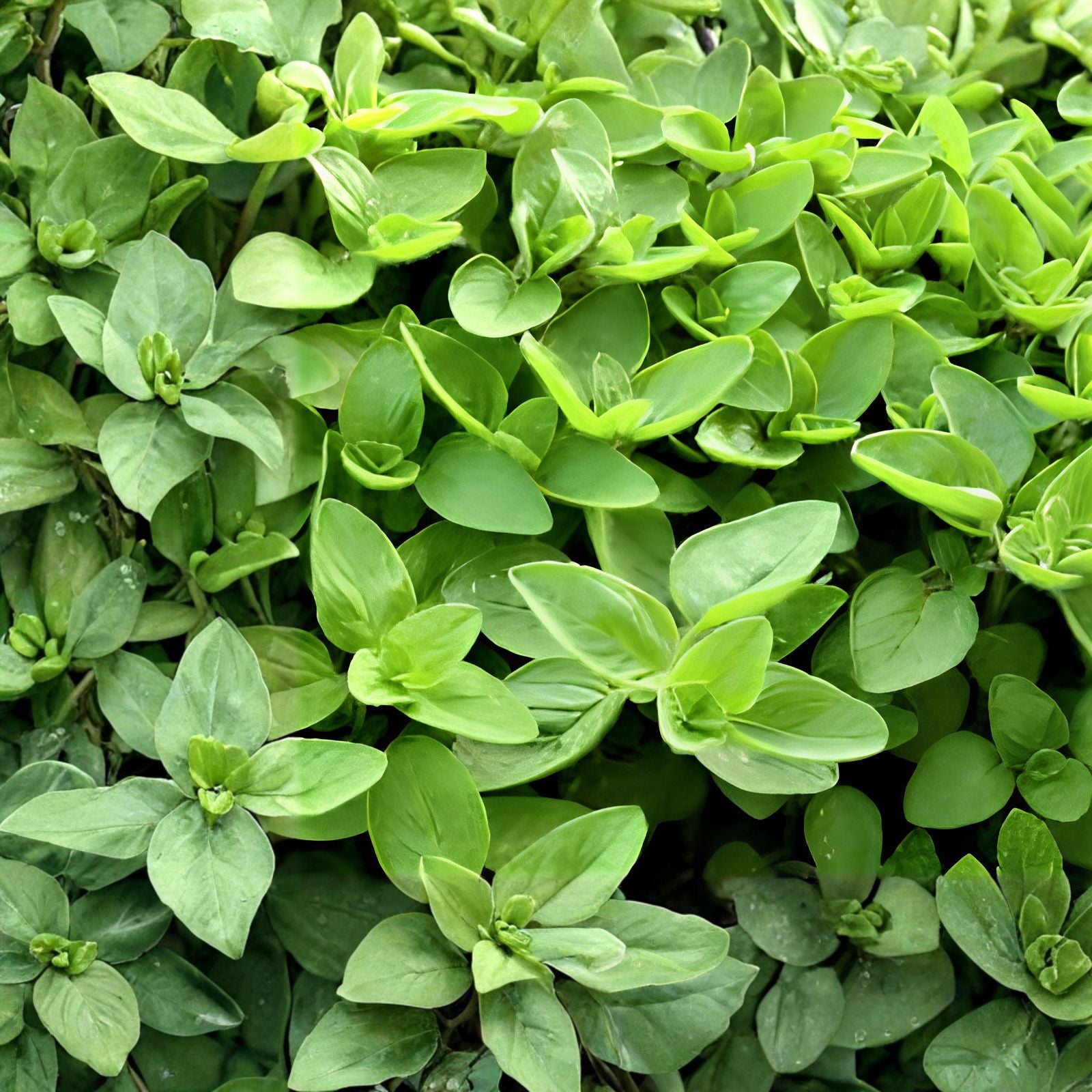 Sweet Marjoram Seeds 100 Count - Perennial Herb for Planting - Origanum majorana - Culinary and Medicinal Herb