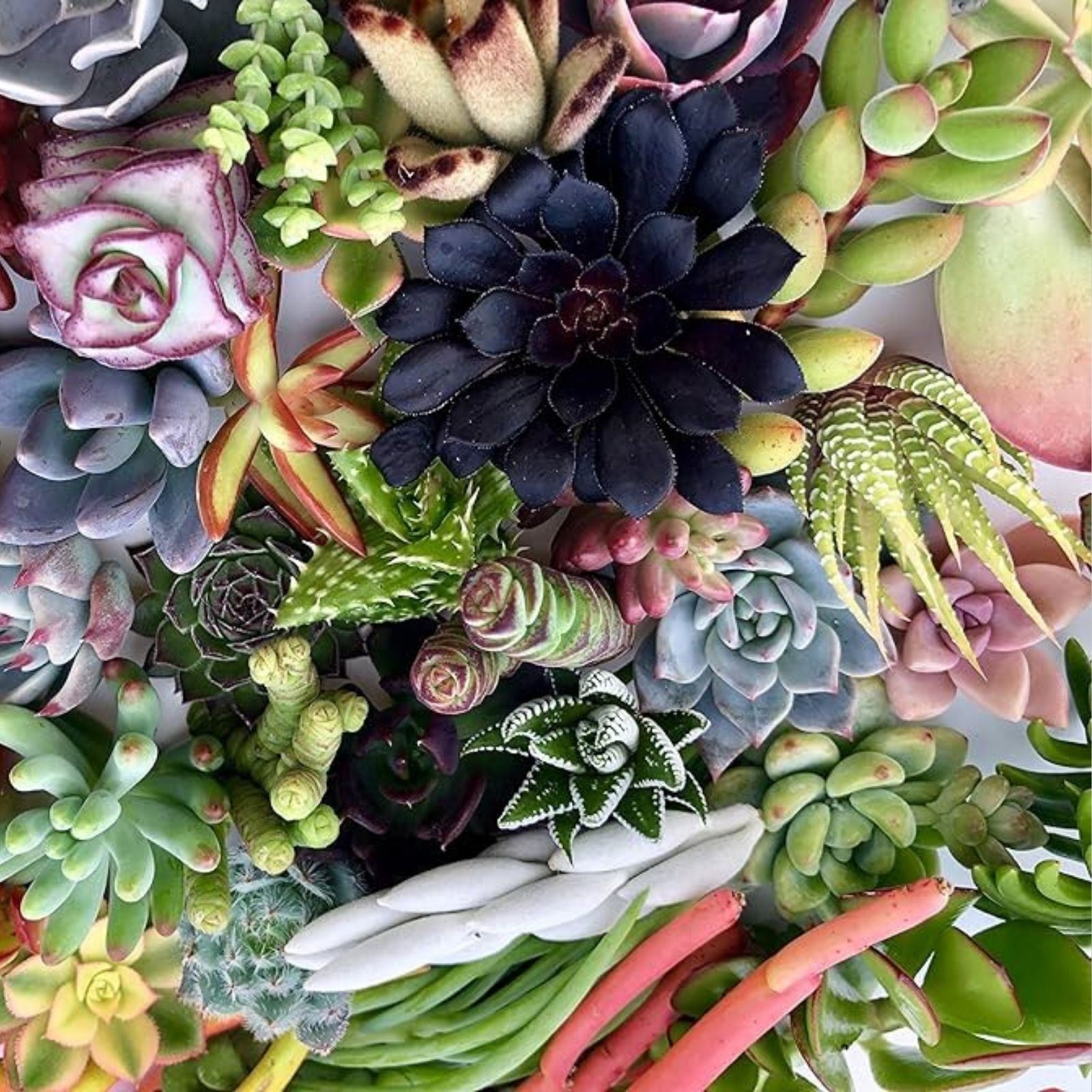 Assorted Succulent Cuttings Pack | 25 Varieties for DIY Projects & Home Decor | Easy to Grow | Free Shipping
