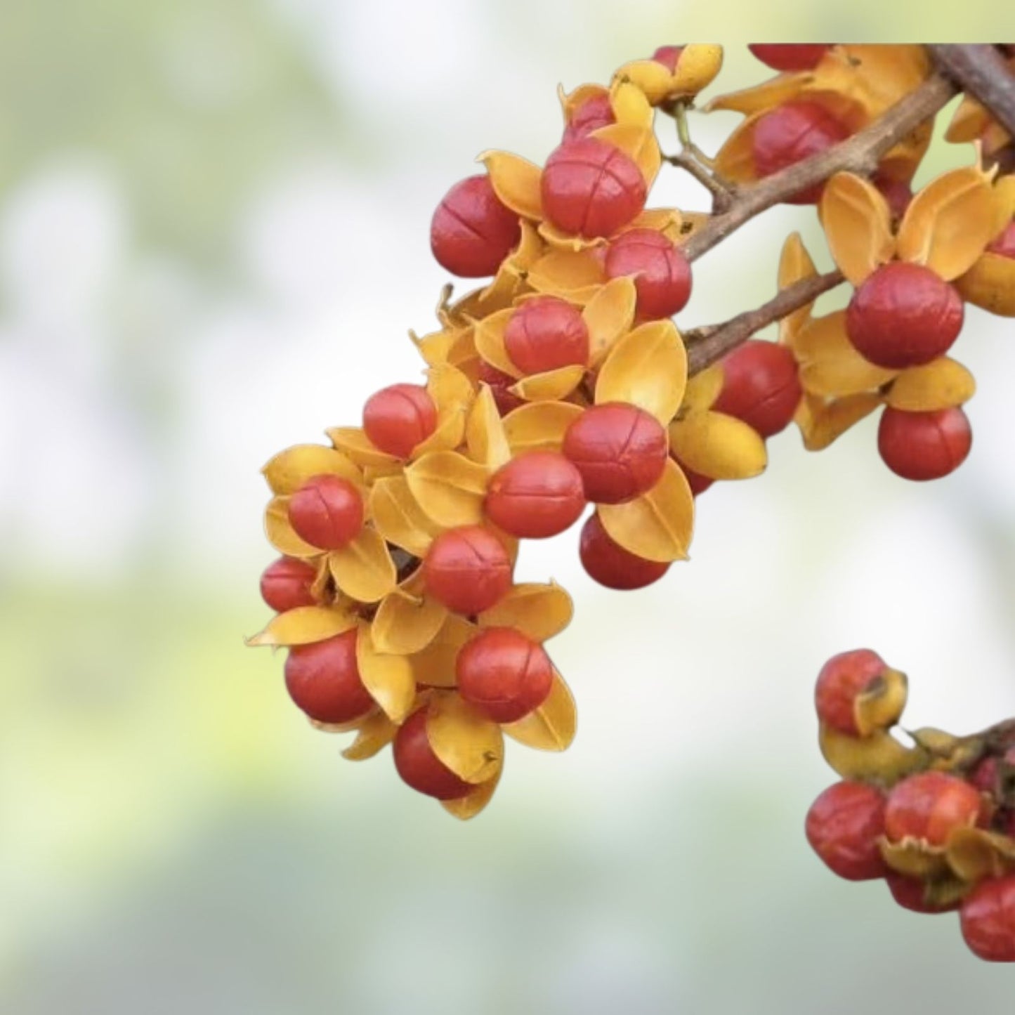 American Bittersweet Vine Seeds 20 Pack | Celastrus Scandens Climbing Plant Seeds for Garden Landscaping