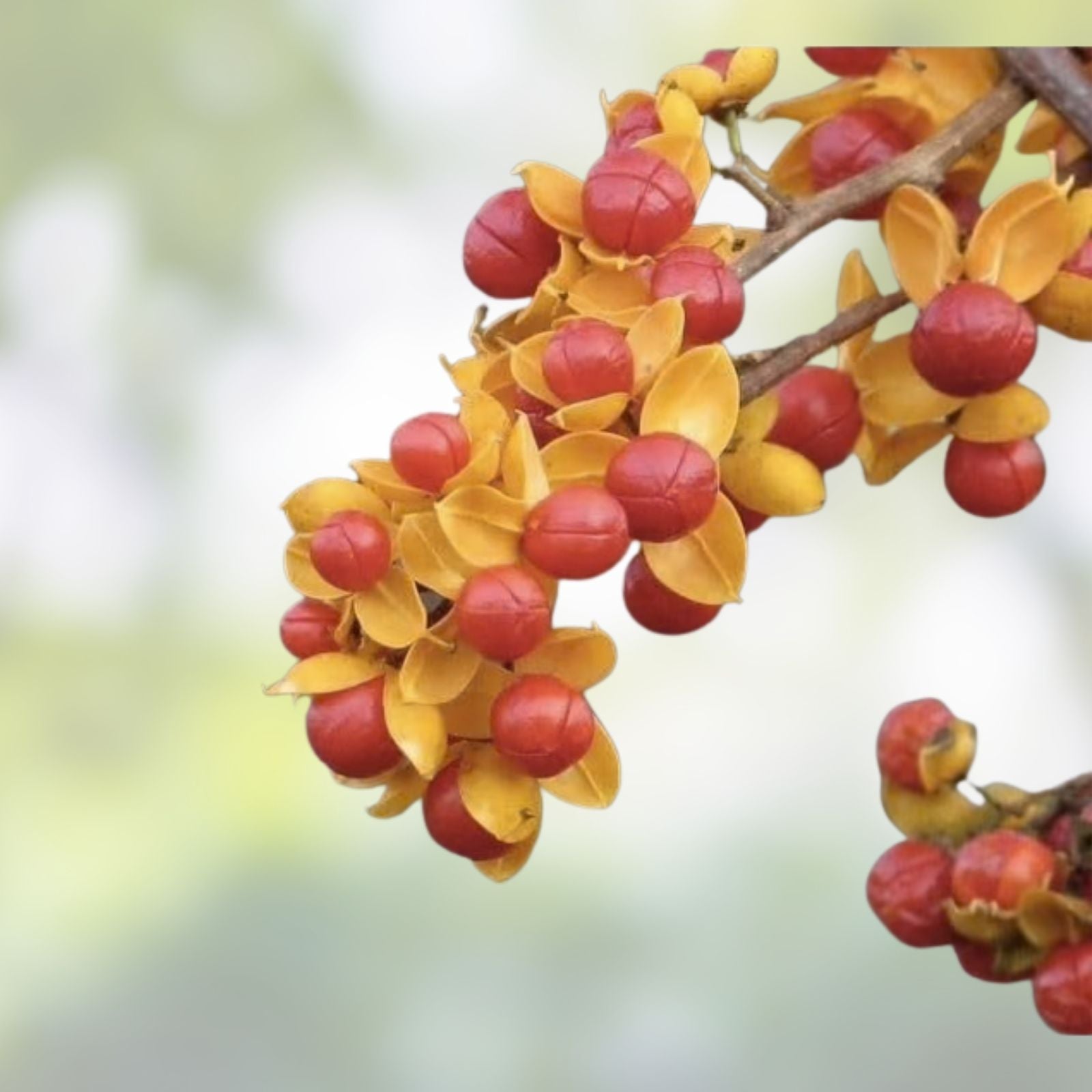 American Bittersweet Vine Seeds 20 Pack | Celastrus Scandens Climbing Plant Seeds for Garden Landscaping
