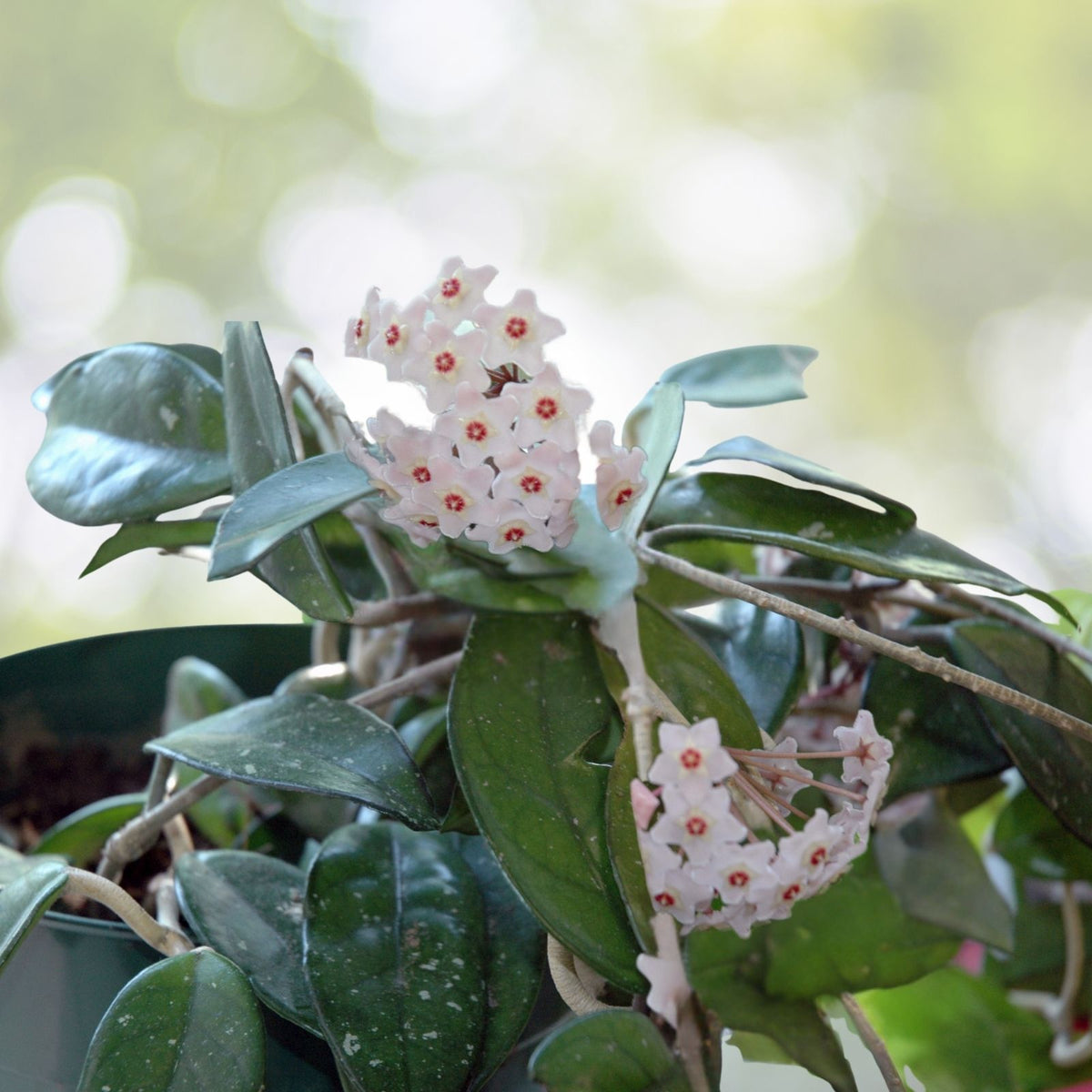 Hoya Plant - 4" or 6" Variegated Wax Plant - Hoya australis ‘Variegated’ - Trailing Houseplant with Fragrant Flowers