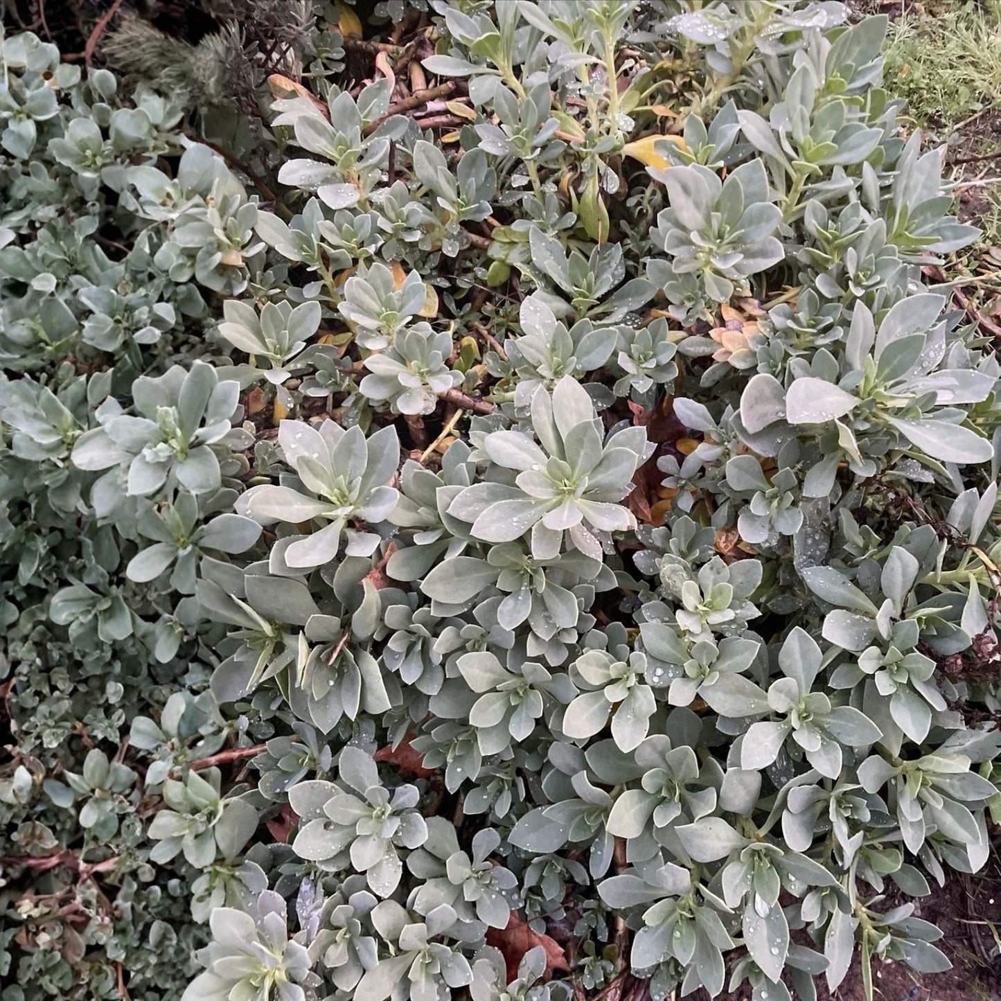Succulent Cuttings 6" Rock Purslane Calandrinia Spectabilis Live Plant 5 Pack, Drought Tolerant Succulents, Easy Care Indoor Outdoor Plant