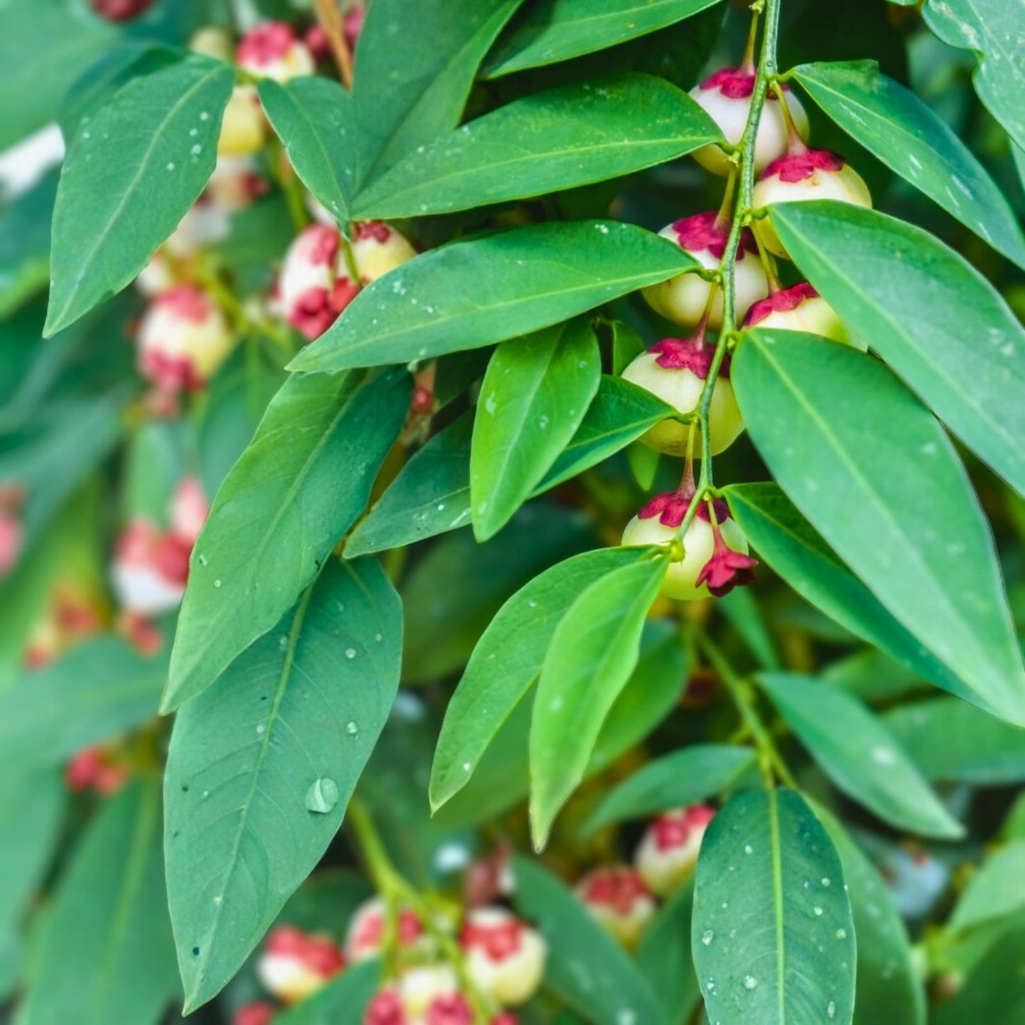 Katuk Live Plant - Sweetleaf Bush Sauropus androgynus Edible Foliage for Gardens and Landscaping