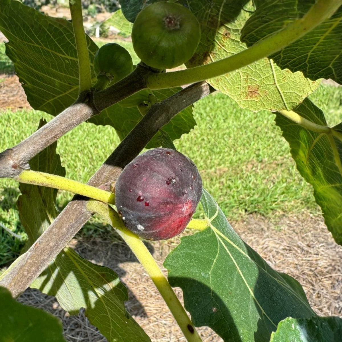 Cherry Cordial Fig Cuttings - 2 Premium Ficus carica 'Cherry Cordial' - Tangy Sweet Flavor - Fruit Tree Propagation