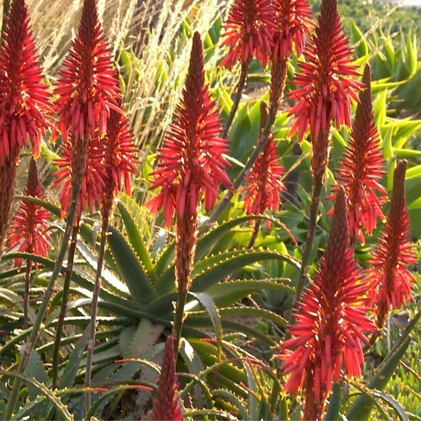 Aloe Arborescens Cuttings - 4 Healthy Succulent Propagation Plants - Aloe Vera Gardening Supplies