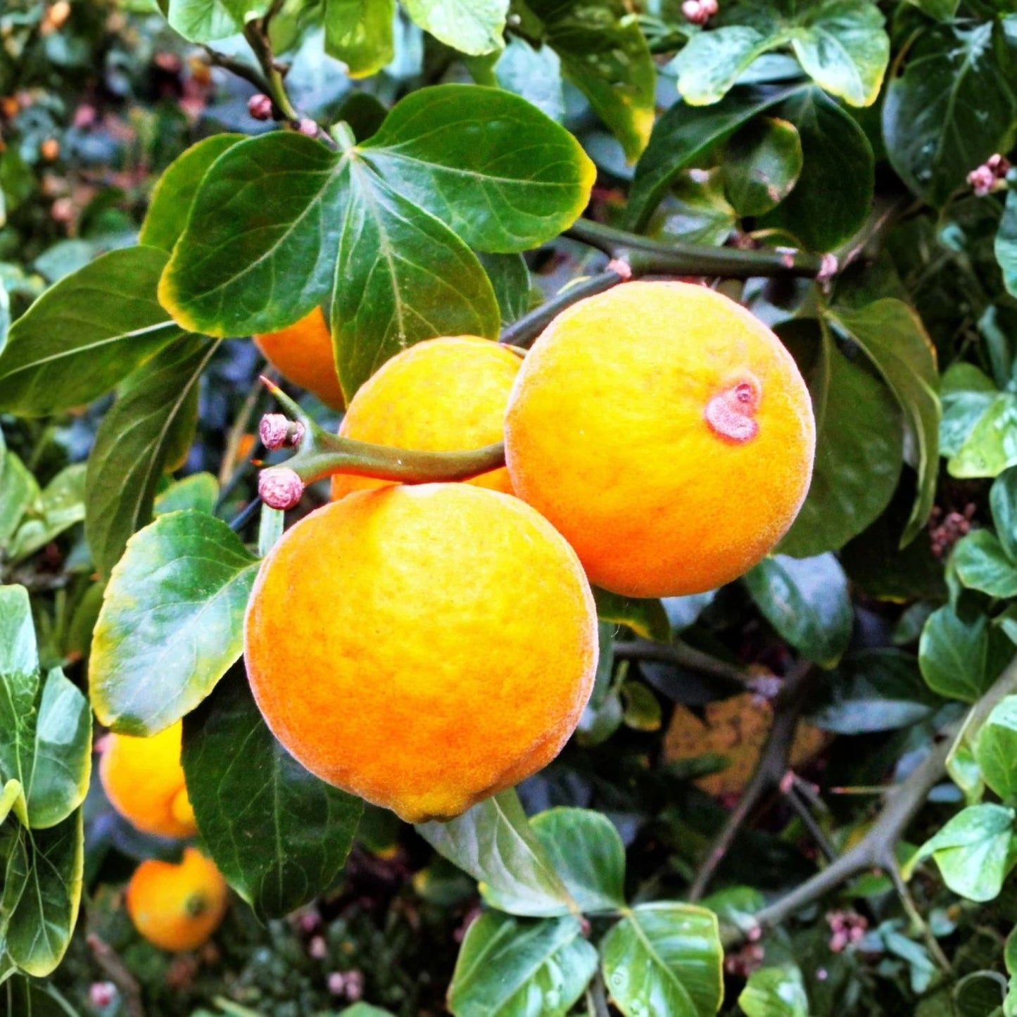 Hardy Orange Bonsai Tree Seeds 10 Pack - Cold Tolerant Citrus Trifoliata - High Germination, Bonsai Plant Seeds