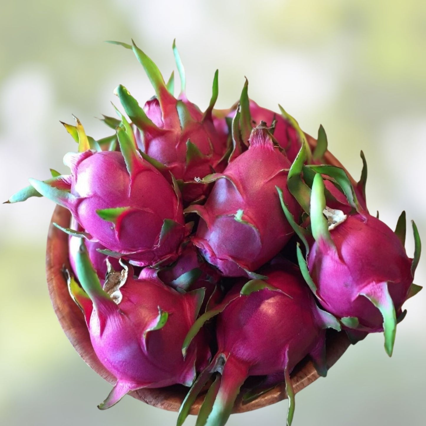 Dragon Fruit Cuttings - Mature Maria Rosa Variety - Hylocereus undatus - Pink Flesh, Edible Cactus Plant Propagation