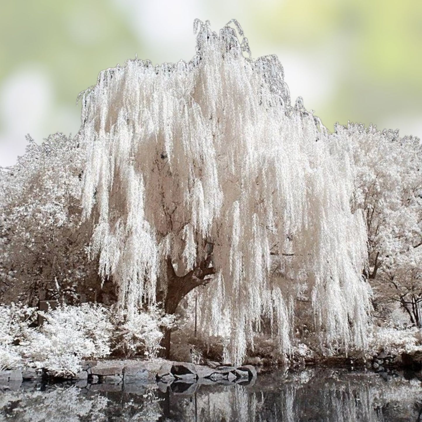 White Willow Tree - Silver Leaf, Shimmers in Sun and Moonlight, Salix alba, Decorative Garden Tree, Ornamental Willow Plant
