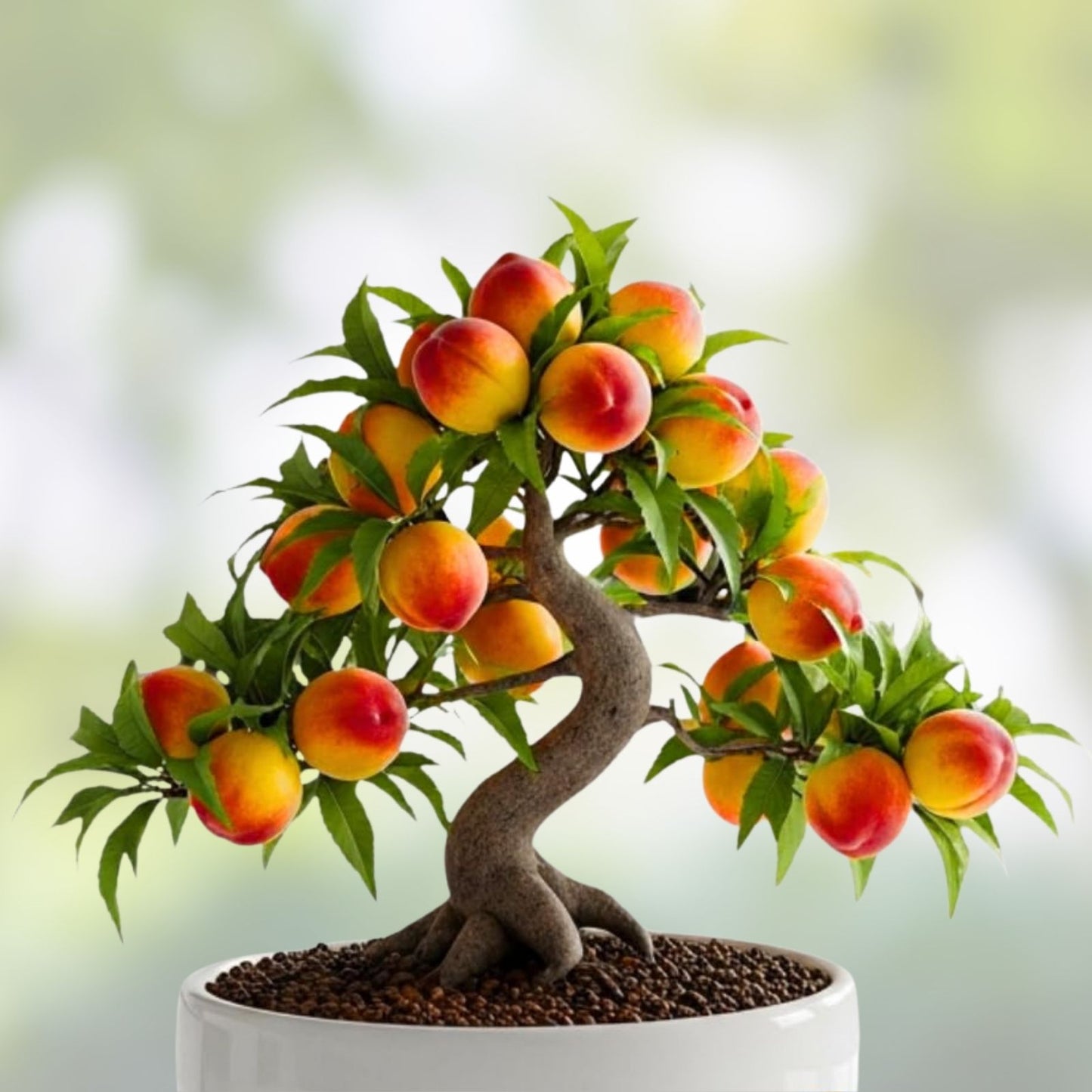 Peach Bonsai Tree Seeds - 4 Large Fruit Bearing Seeds - Prunus persica - USA Grown
