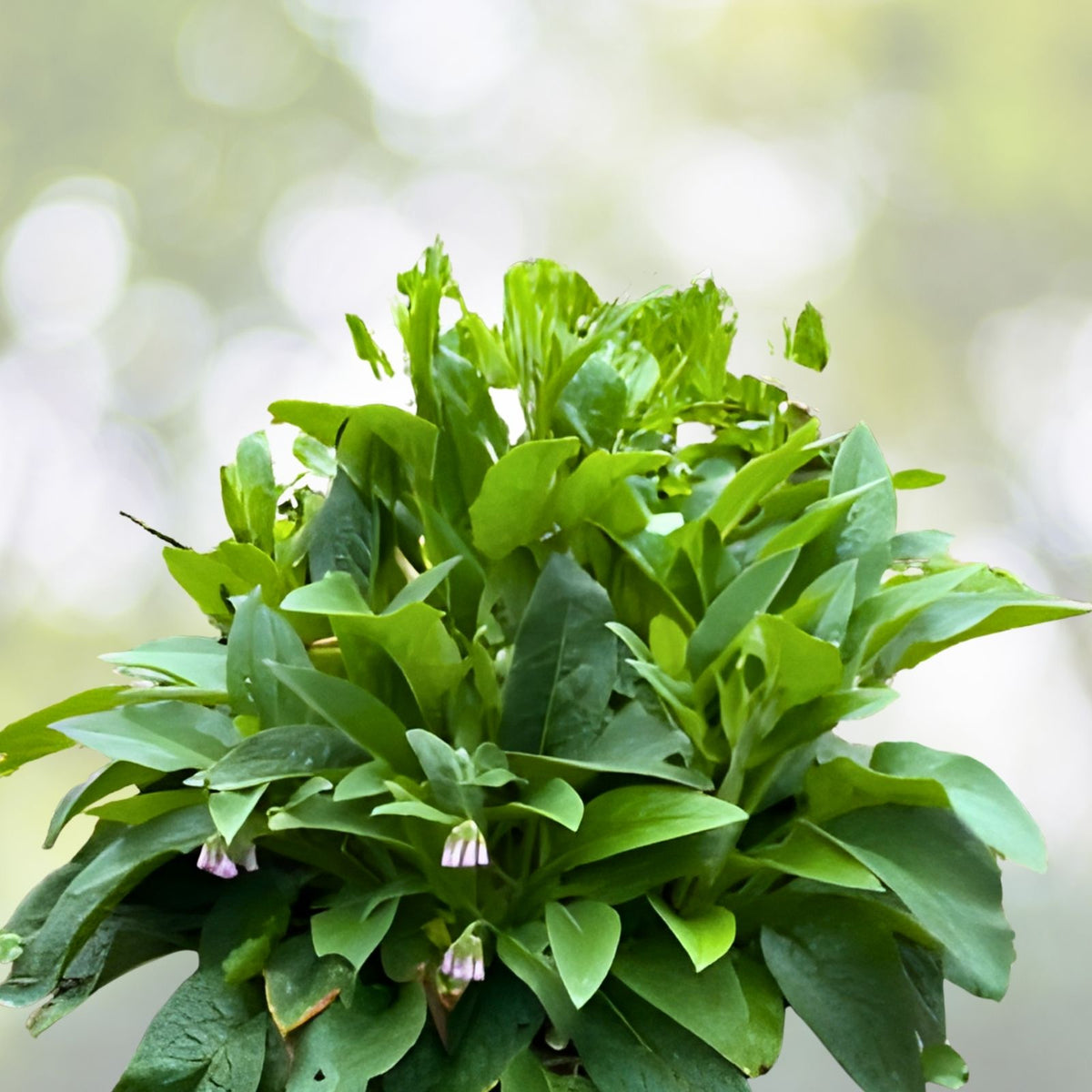 Russian Comfrey Cuttings Bocking 4 Organic Herbal Plant Symphytum x uplandicum for Garden & Remedies