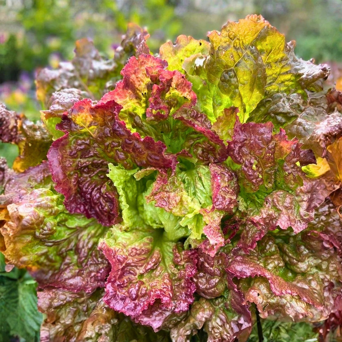Lettuce Seeds 500 Count Heirloom Leaf Lettuce Prizehead Non-GMO Organic for Home Gardens