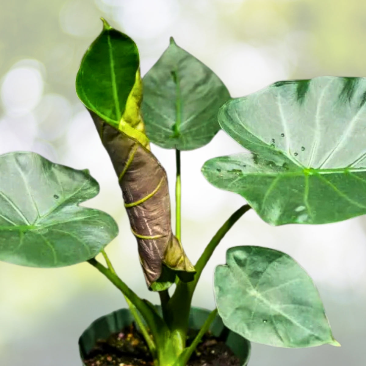 Alocasia Regal Shield Plant 6 Inch Pot - Exotic Indoor Houseplant, Alocasia micholitziana - Ideal Home Decor