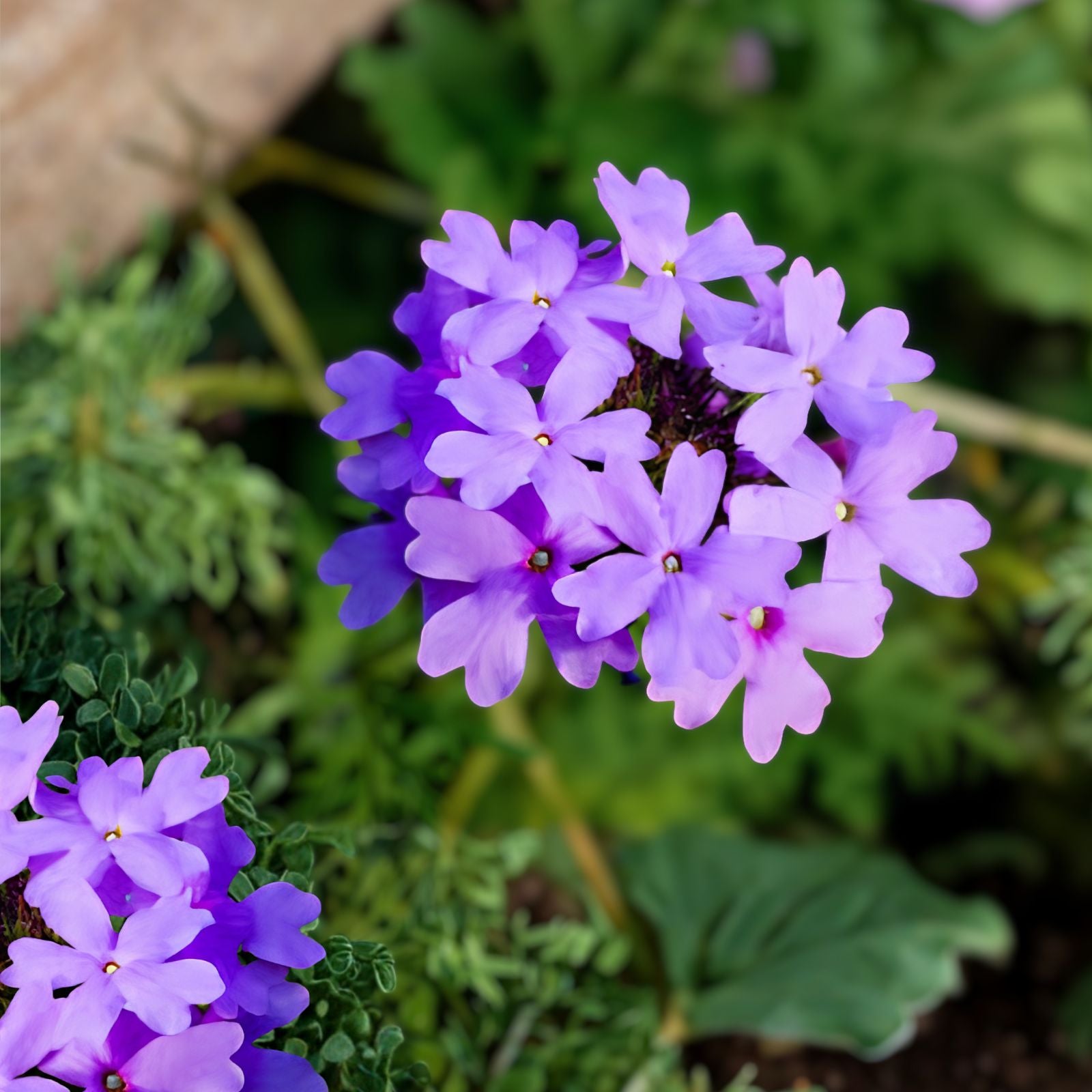 Purple Moss Verbena Seeds 100 Pack Groundcover Plant with Purple Blooms Verbena bonariensis Live Seeds