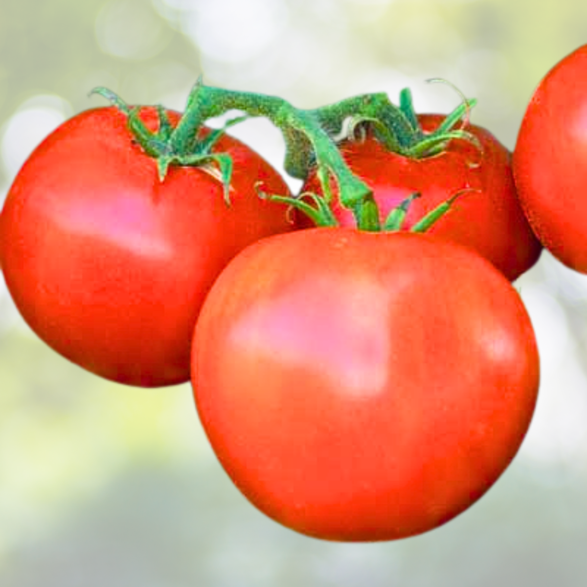 Heirloom Tomato Seeds - Wisconsin 55 Variety - Non-GMO - 60 Seeds - Early Producer