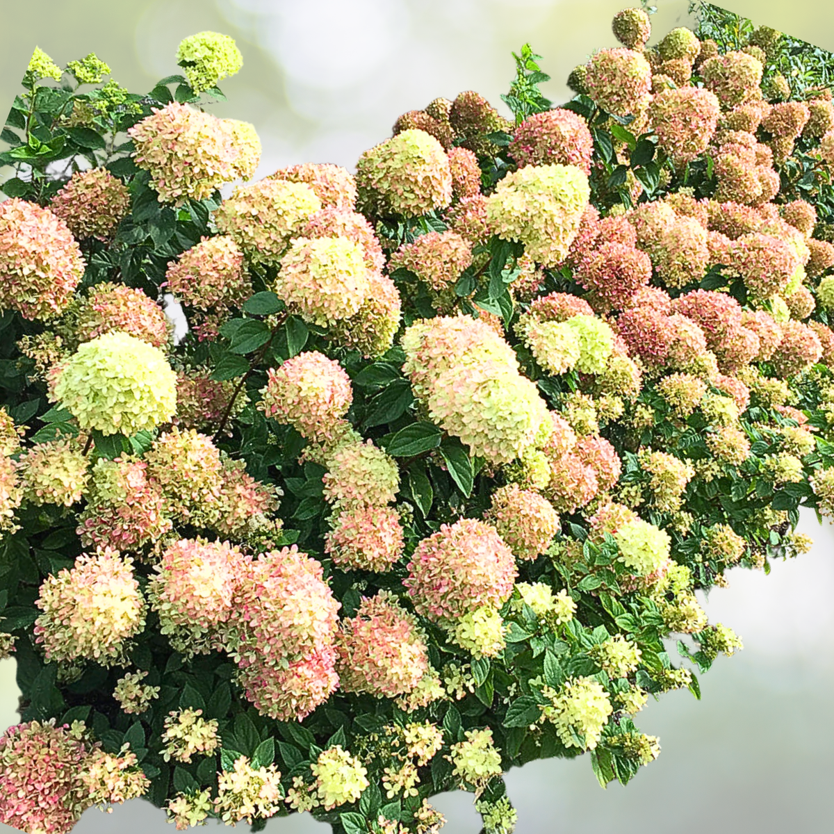 Hydrangea Plant - 6-8 Inch Little Lime - Hydrangea paniculata 'Little Lime' - Compact, Hardy Flowering Shrub