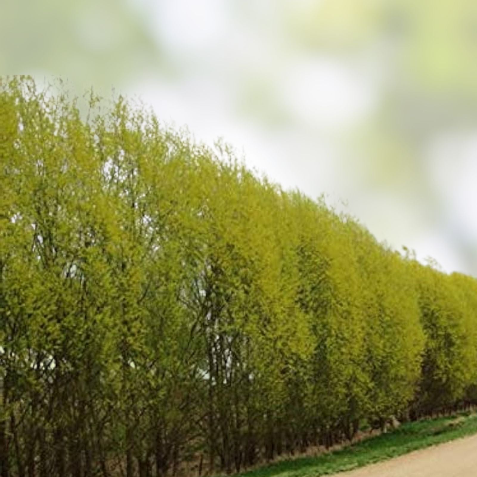 Hybrid Willow Cuttings - 5 Foot Tall Salix × sepulcralis - Two Large Live Cuttings for Landscaping and Garden Privacy