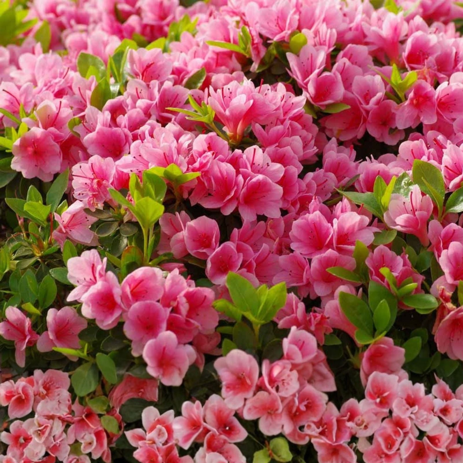 Cali Pink Azalea Seeds – 50+ Premium Rhododendron macrophyllum Flower Seeds for Shrubs and Bushes