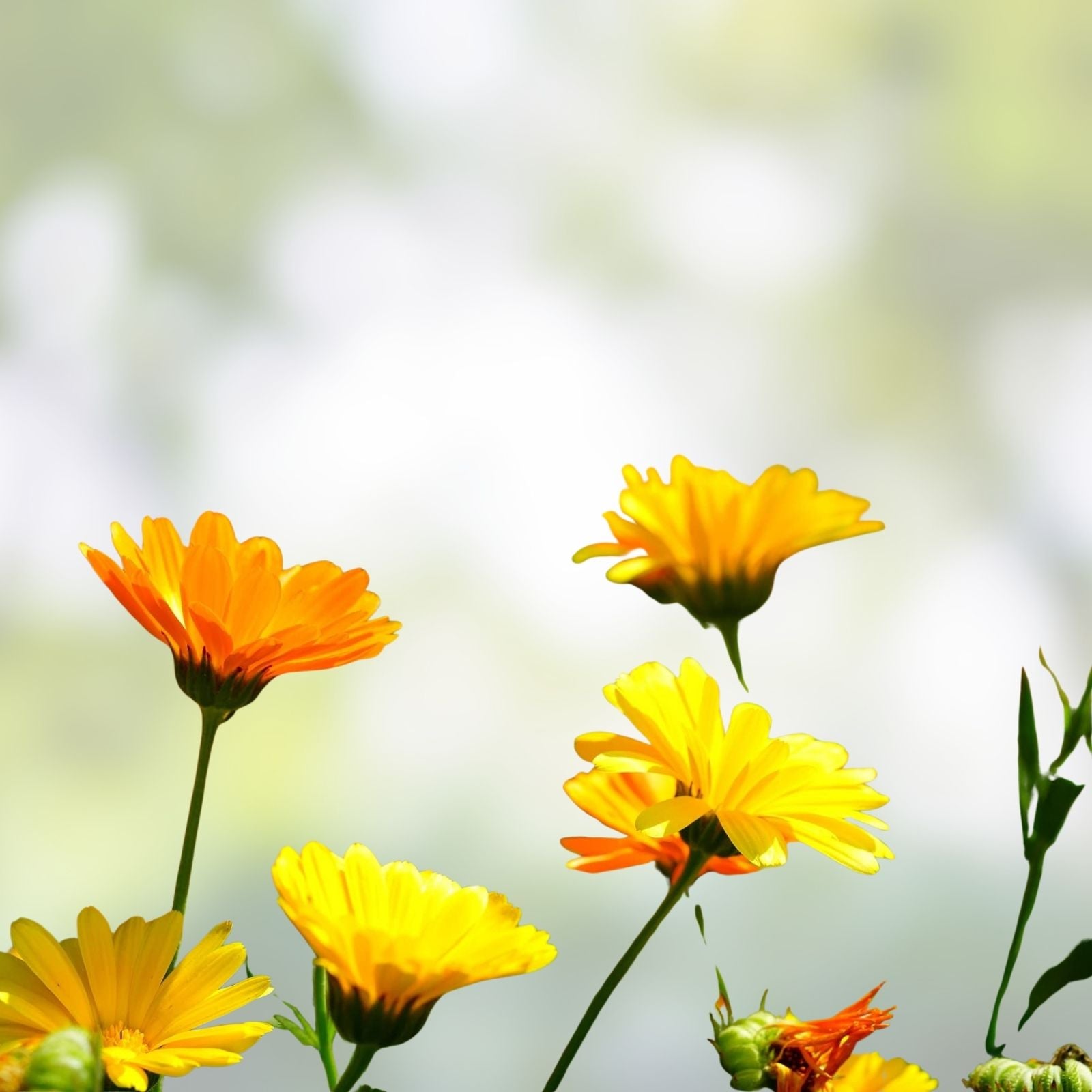 Calendula Seeds Set of 50 – Pacific Beauty Mix – Organic Flower Seeds – Calendula officinalis – Garden Flowers