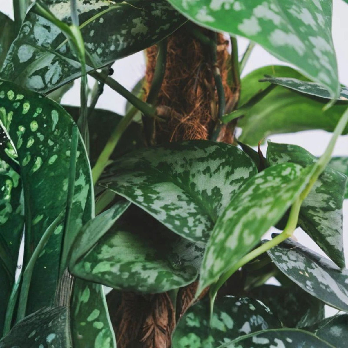 Silver Serpent Vine Plant - Rooted Smilax glauca with Glossy Green and Silver-Backed Leaves - Rare Houseplant