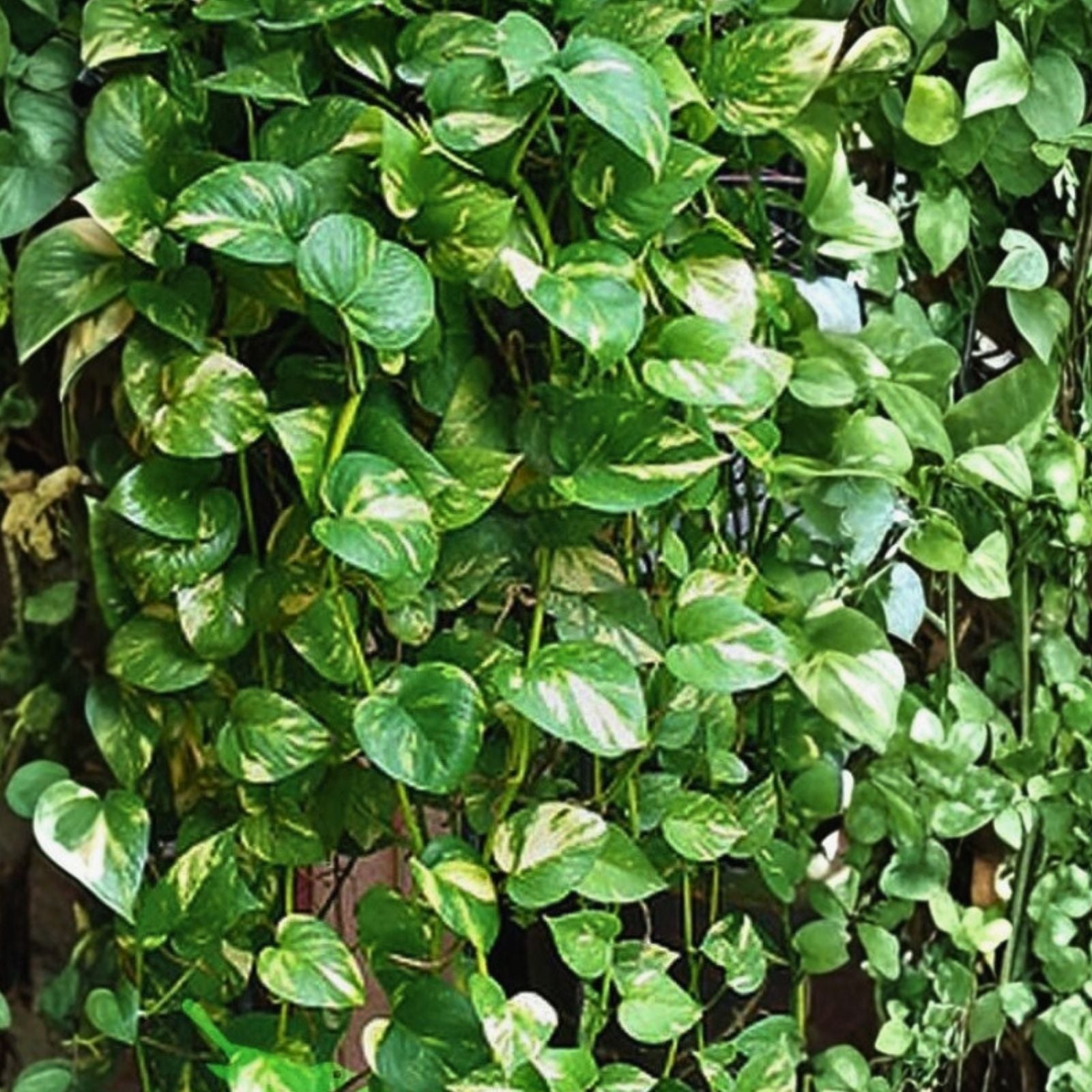 Golden Queen Pothos Vine 24" Long - Houseplant, Rooted Epipremnum aureum, Giant Leaf, Indoor Plant