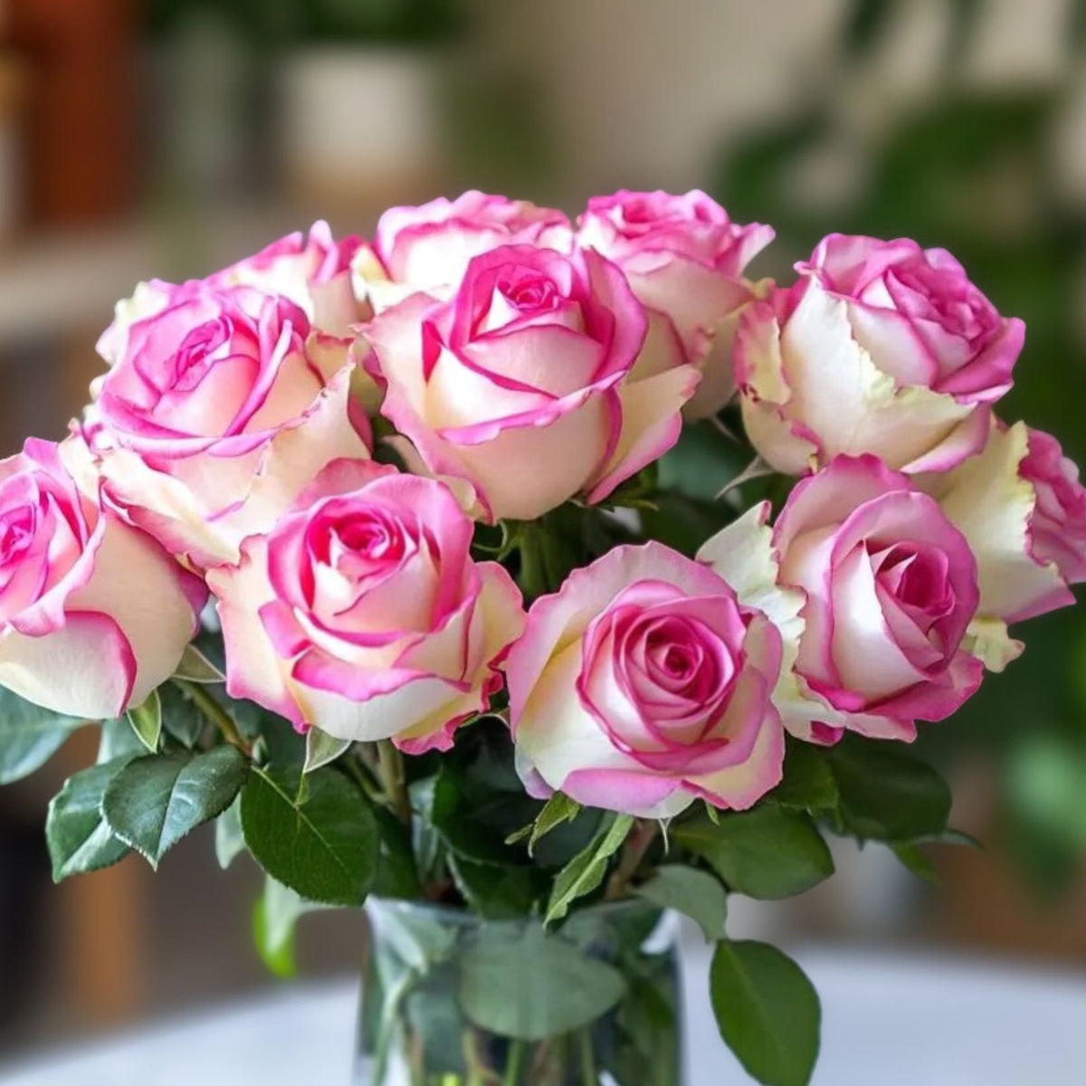 Velvet Magenta Fragrant Rose Cuttings - 6 Inch, 5 Cuttings (Rosa spp.) - Perfect for Garden and Floral Arrangements